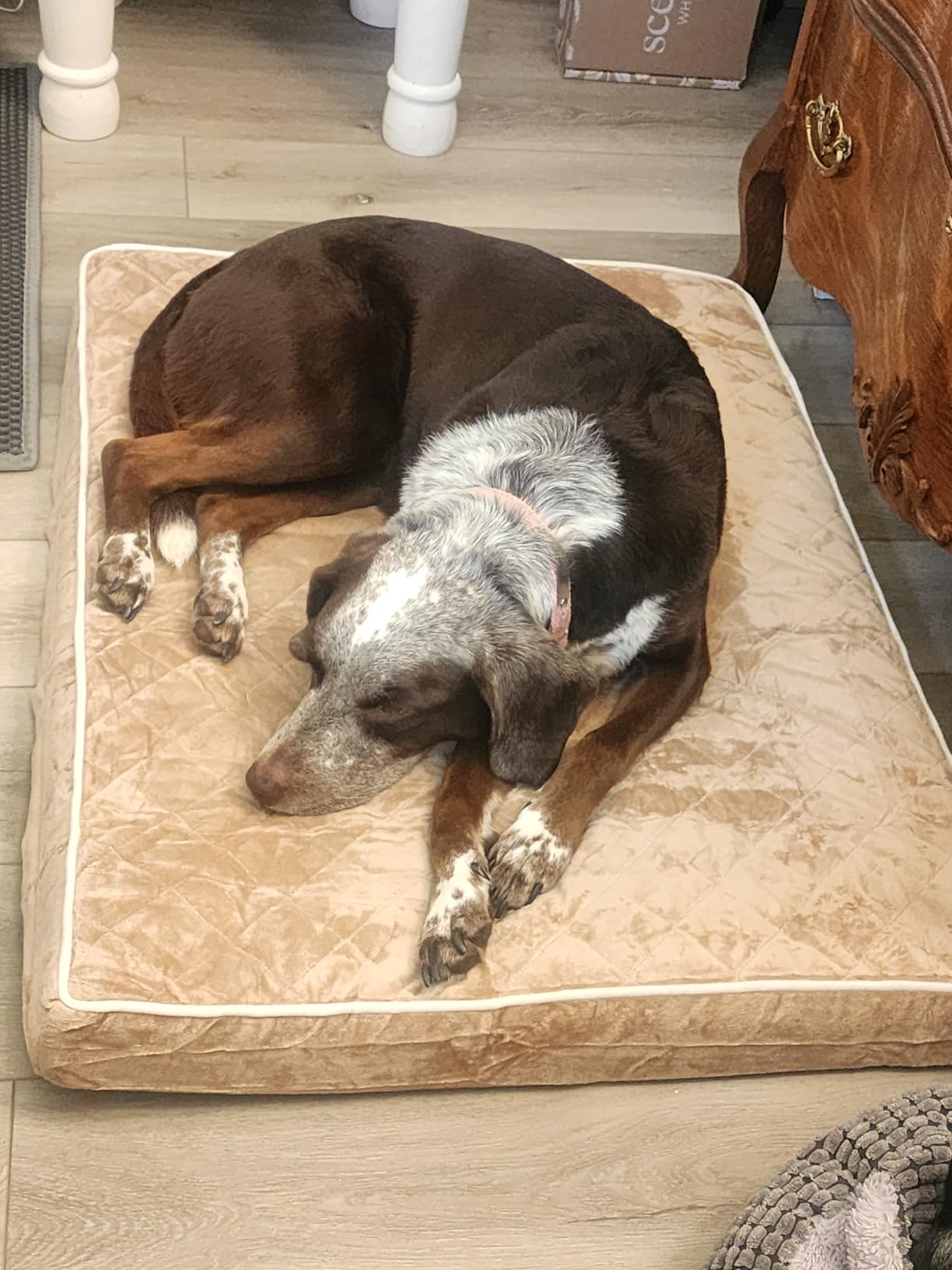 WNPETHOME Orthopedic XXL Dog Beds for Large Senior Dog Bed Comfy Sleeping customer photo 1
