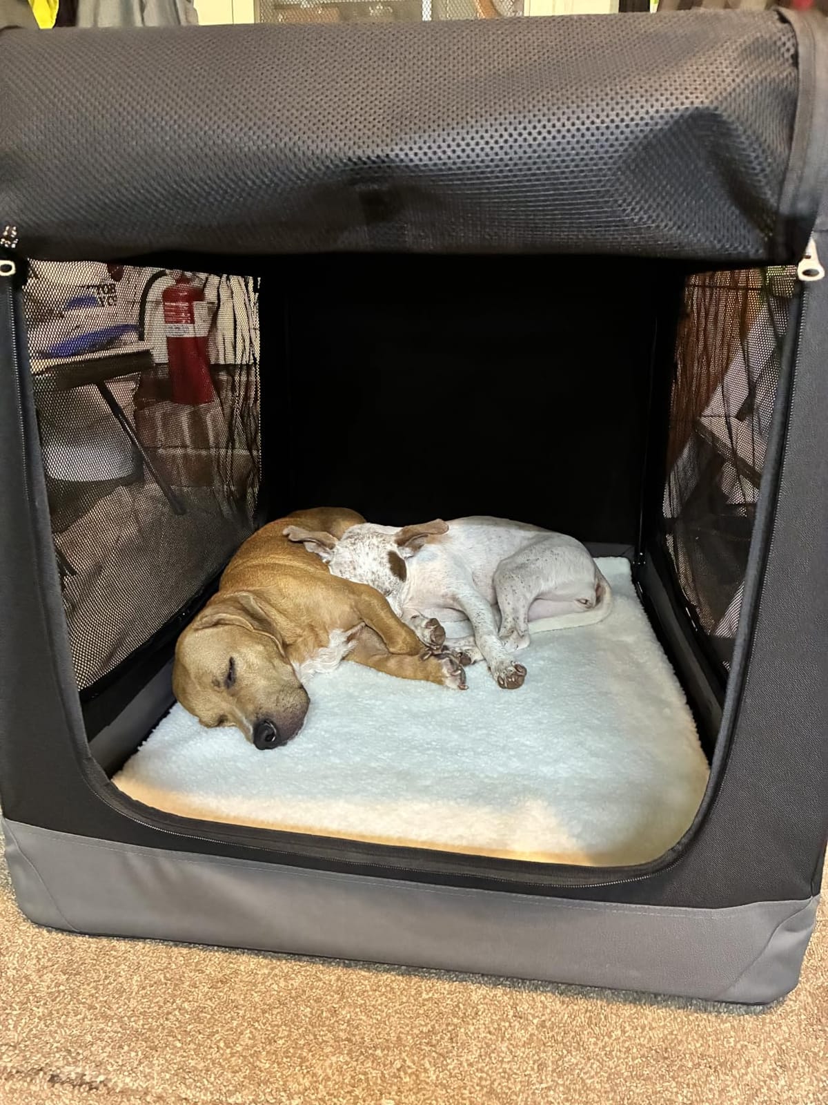 Feandrea Collapsible Soft Dog Crate, Portable Travel Carrier, 48 Inches customer photo 2