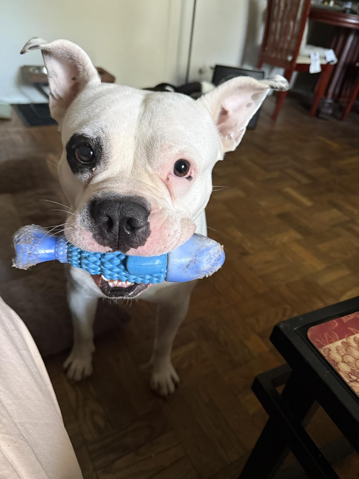 WinTour Tough Dog Toys for Aggressive Chewers, Indestructible Dog Chew Toys customer photo 1