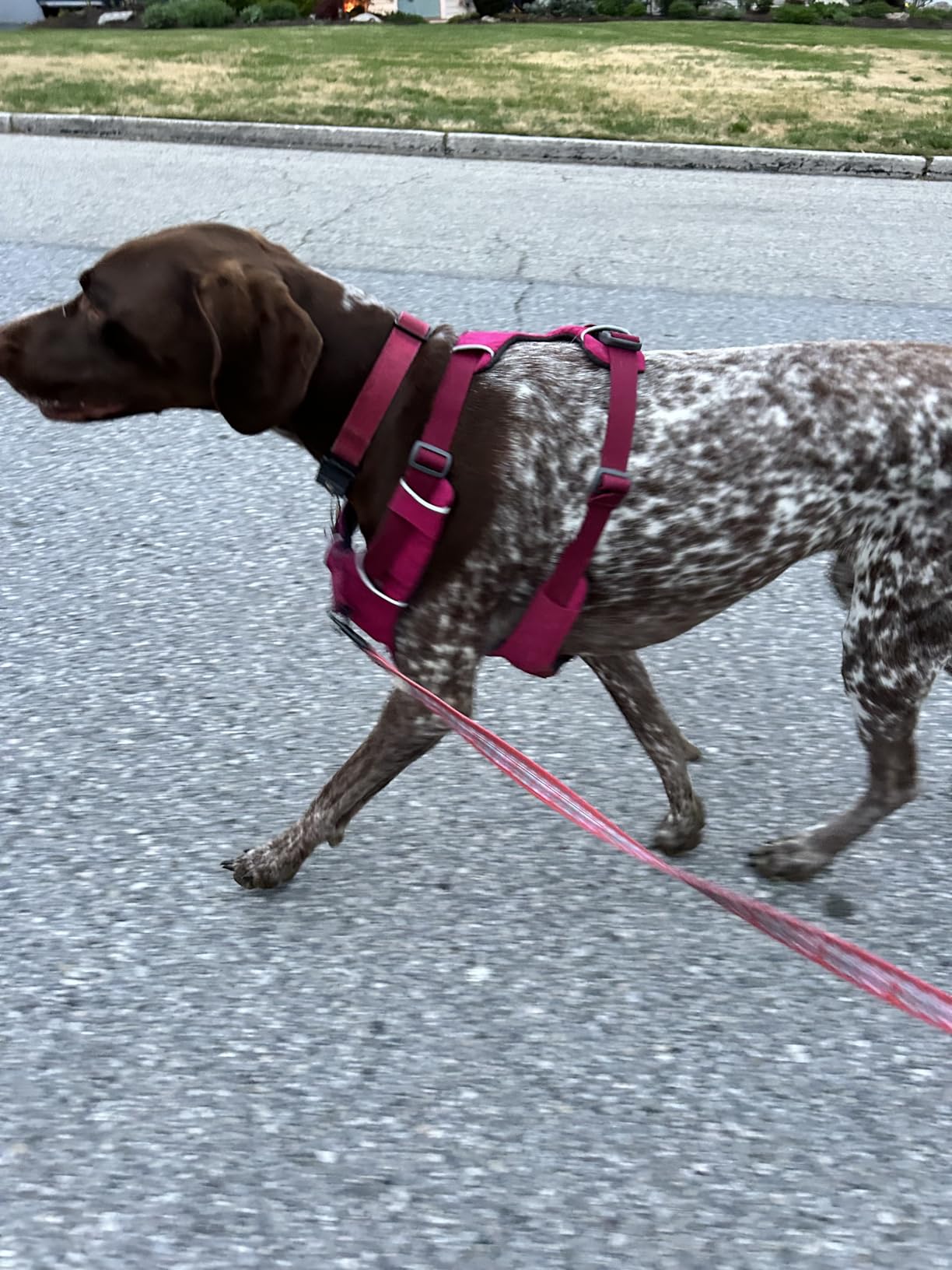 Ruffwear, Front Range Dog Chest Harness, Spring Mountains, Small customer photo 1