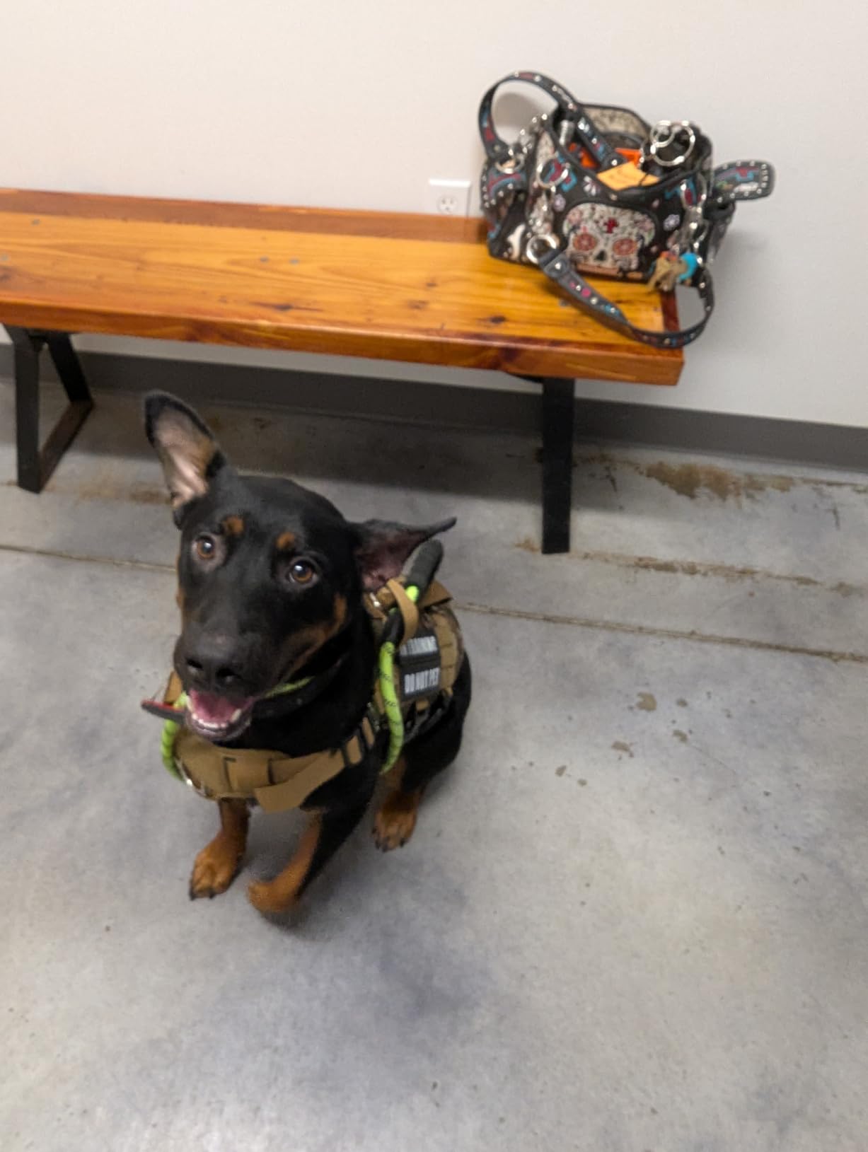 WINSEE Service Dog Vest Harness for Large Dog, Tactical Working MOLLE Vest with 10 Pet Patches, No Pull Heavy Duty Harness for Training Walking customer photo 1
