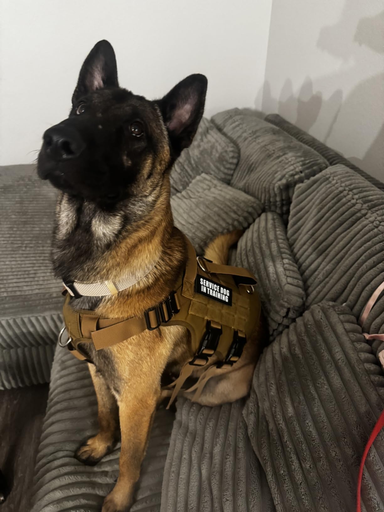 WINSEE Service Dog Vest Harness for Large Dog, Tactical Working MOLLE Vest with 10 Pet Patches, No Pull Heavy Duty Harness for Training Walking customer photo 2