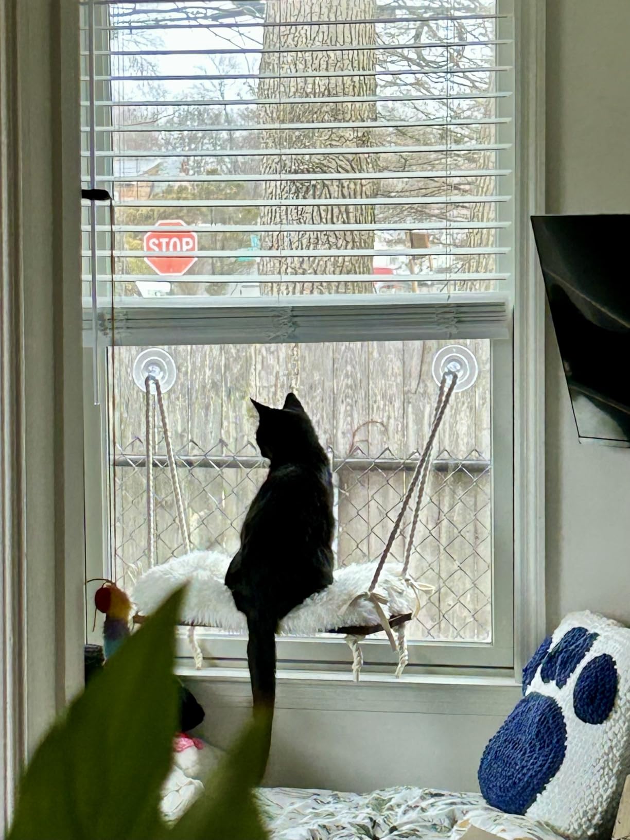 Cat Window Perch with Industrial-Grade Suction Cups - Solid Pine Wood Hammock Bed, Soft Cushion - 42 lb Capacity for Cats Inside customer photo 2