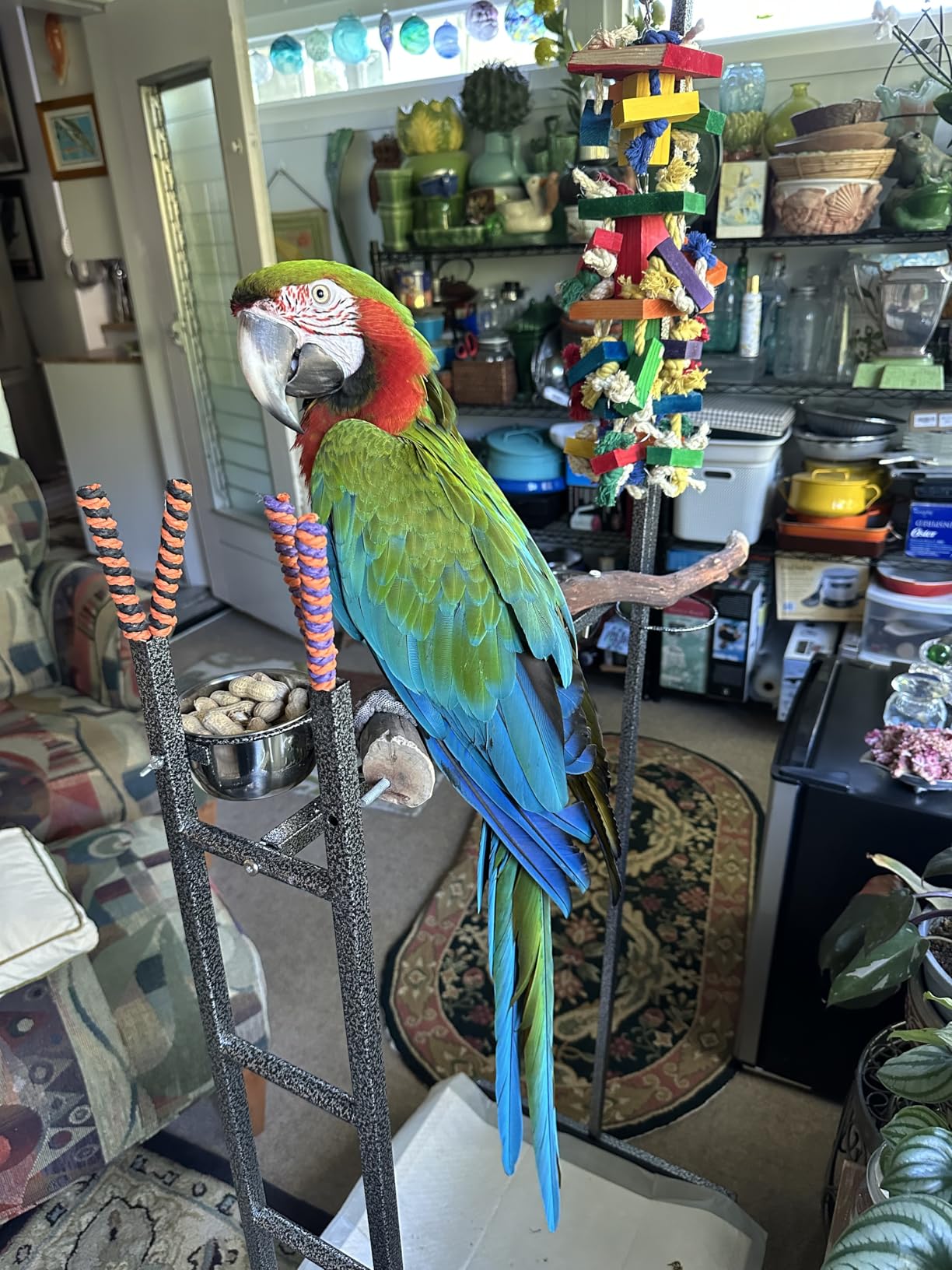 65.5 Inch X-Large Parrot Natural Perch Stand Bird Play Ground Training with Strong Climbing Play Ladder Stainless Feeding Bowls Toy Hook Removable Washable Tray Lockable Rolling Wheels customer photo 2