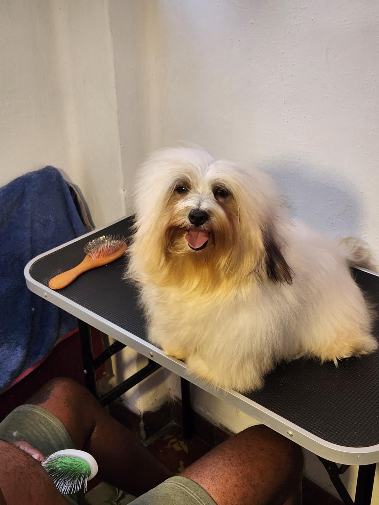 Dog Dryer,High Velocity Professional Dog Grooming Dryer customer photo 2