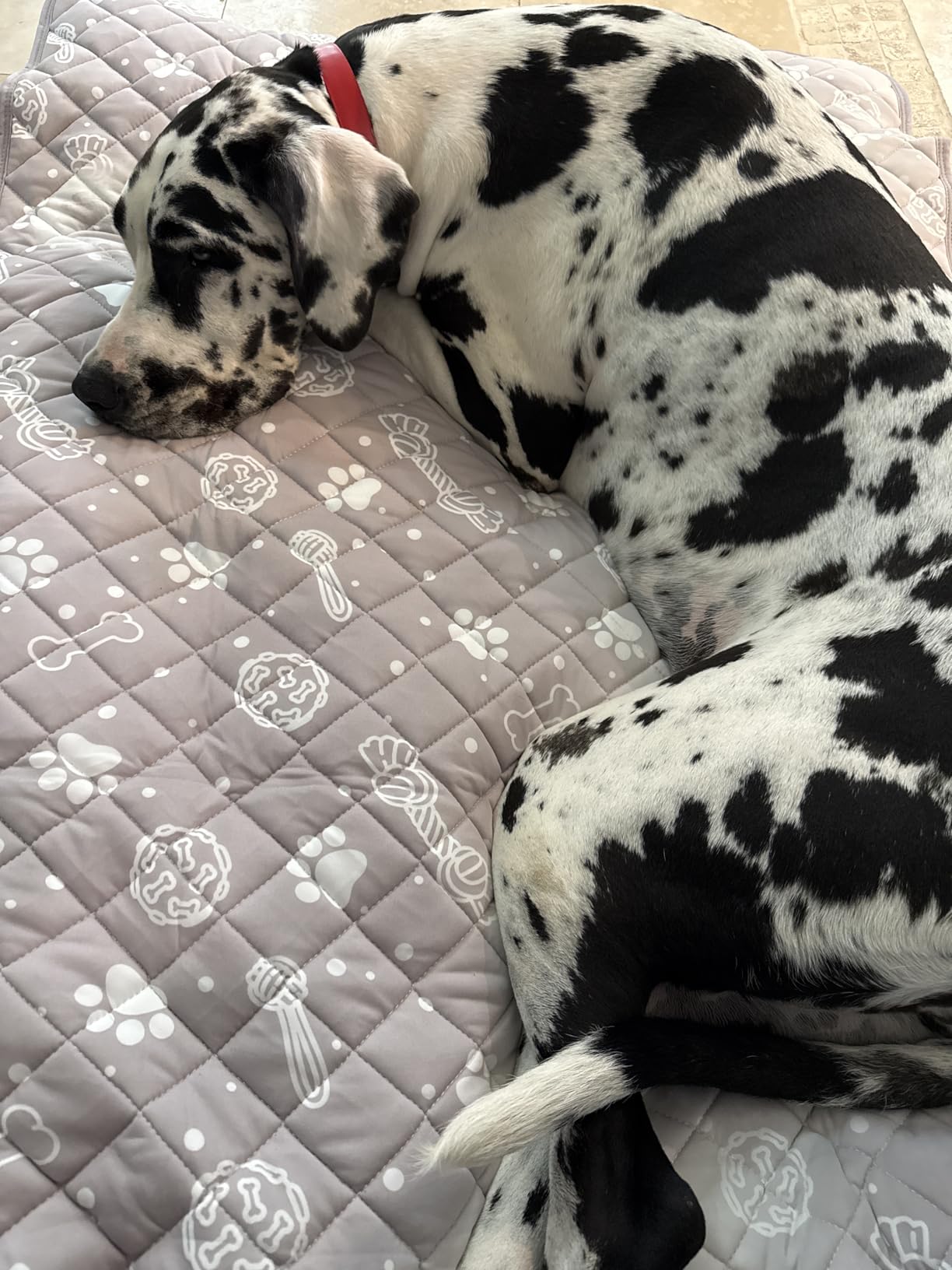 Self Dog Cooling Mat 39”x 59”,Color-Changing,Foldable and Washable,Grey customer photo 1