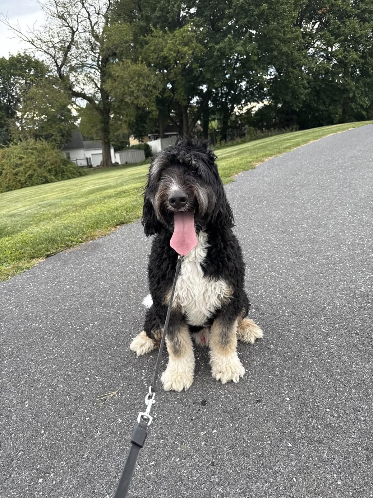 Doodle Slicker Brush - Dog Brush for Curly & Wavy Coats customer photo 2