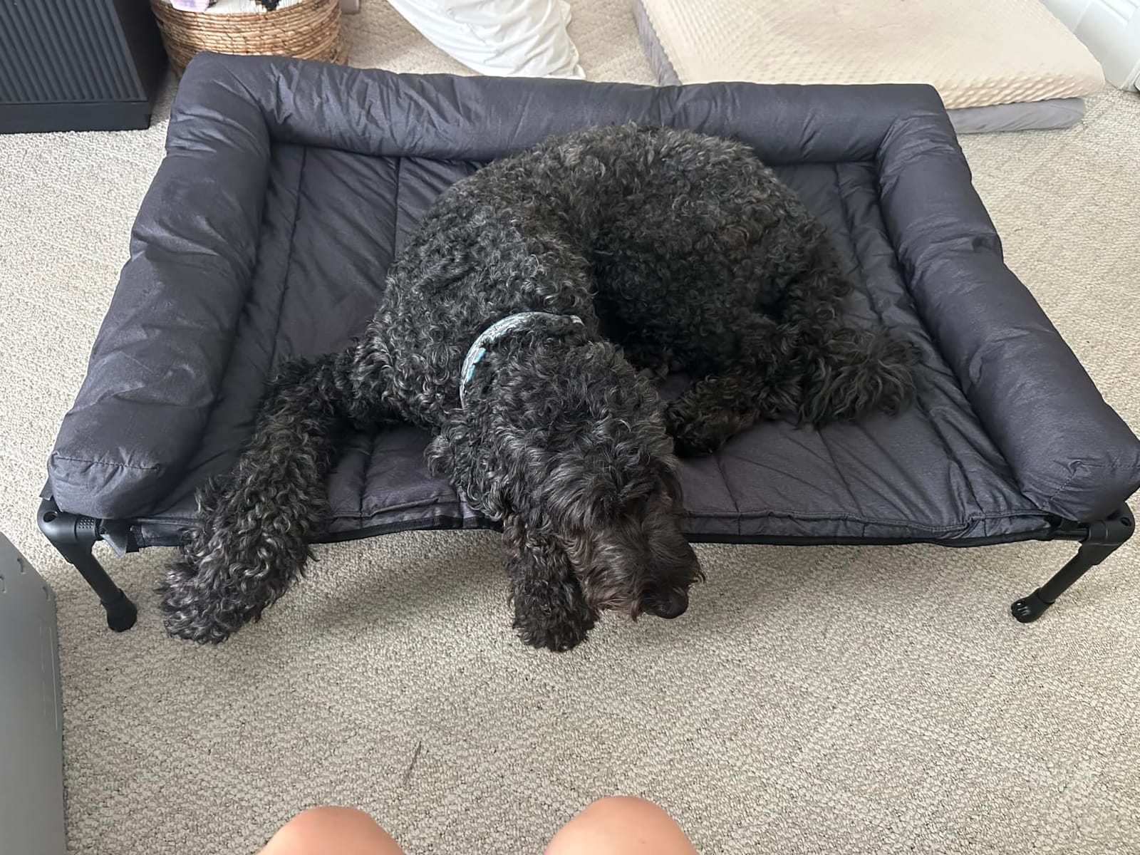 Veehoo Outdoor Elevated Dog Bed with Waterproof Bolster Cushion, Cooling customer photo 1