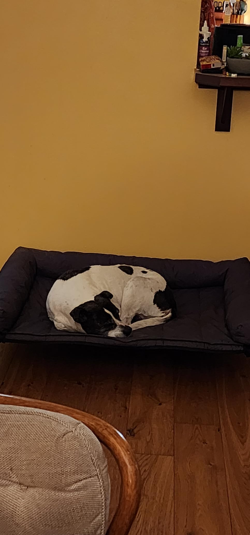 Veehoo Outdoor Elevated Dog Bed with Waterproof Bolster Cushion, Cooling customer photo 2