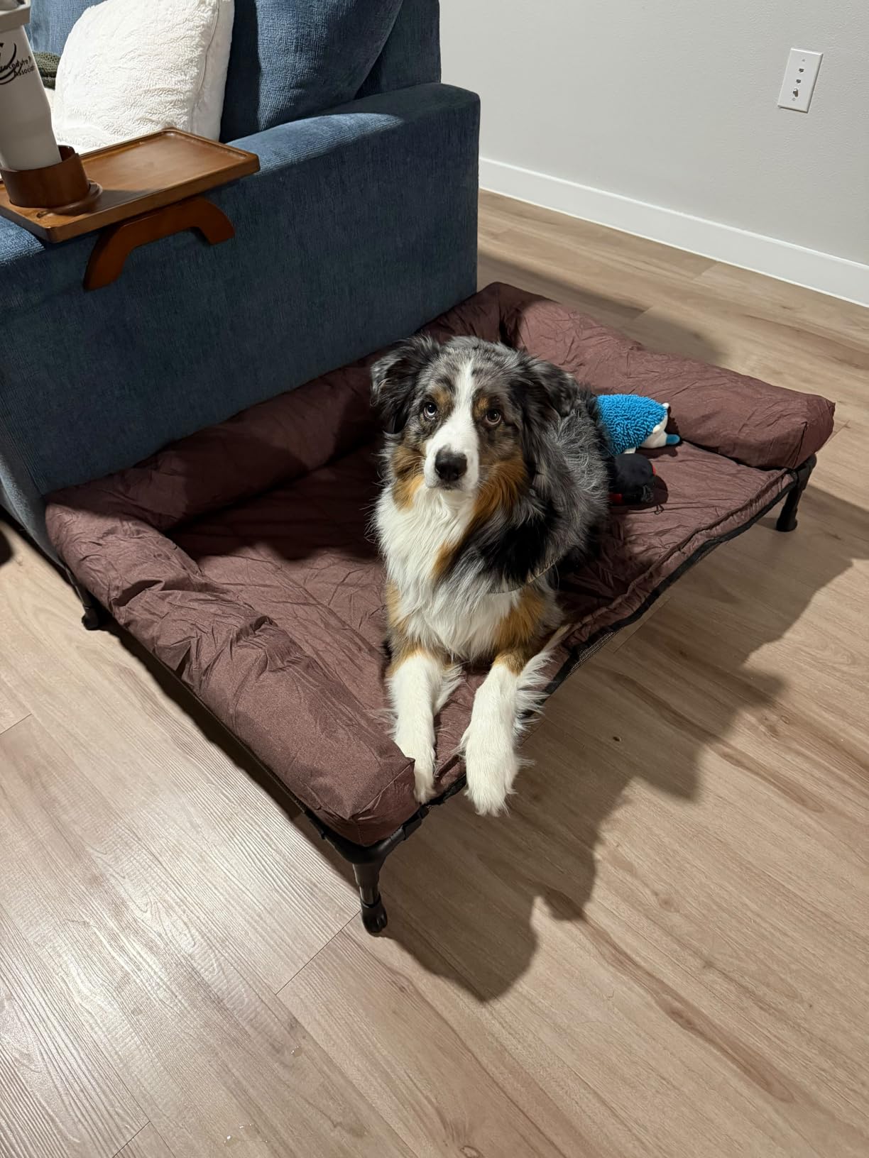 Veehoo Outdoor Elevated Dog Bed with Waterproof Bolster Cushion, Cooling customer photo 1