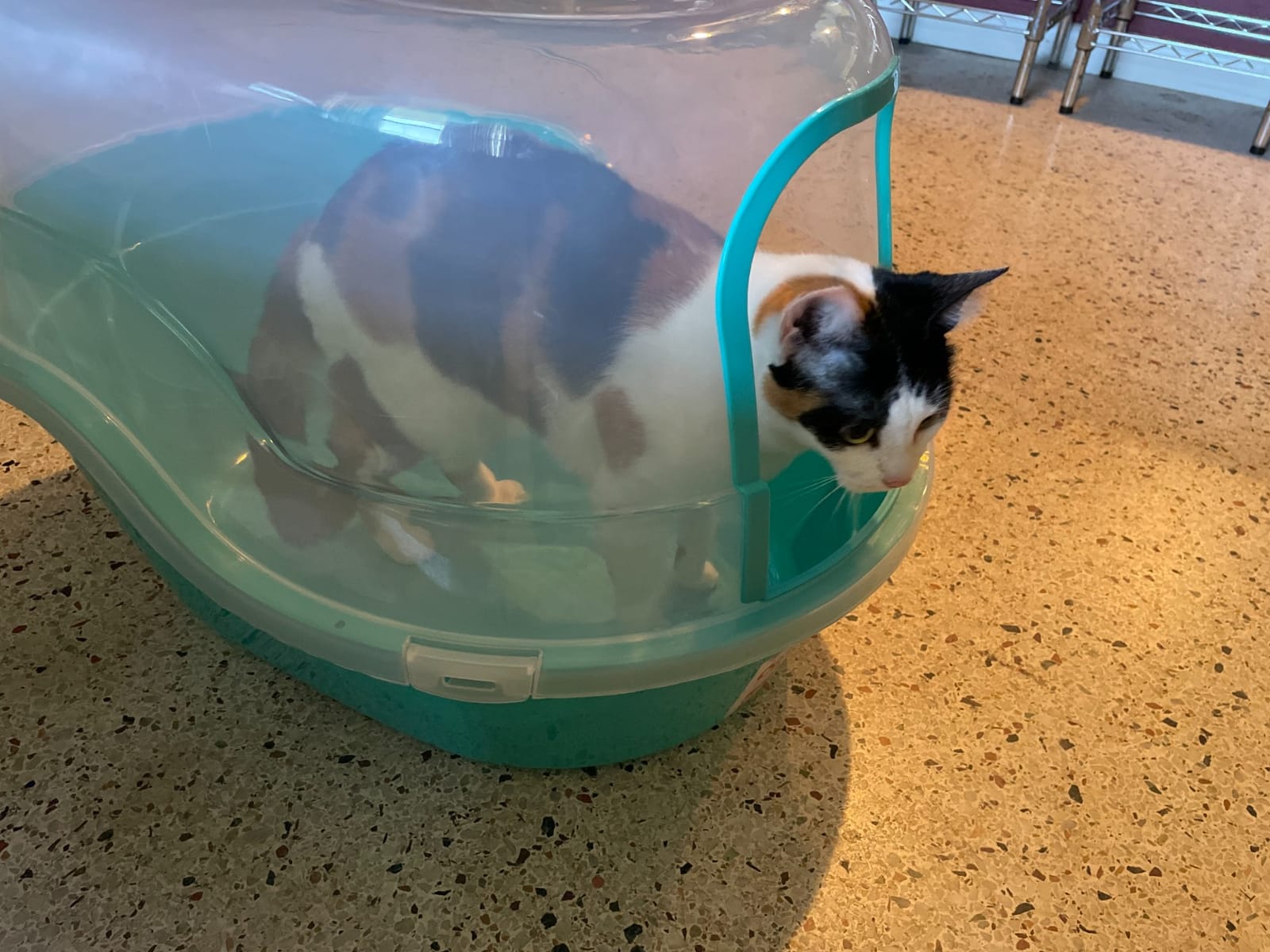petphabet Covered Litter Box, Jumbo Hooded Cat Litter Box Holds Up to Two Small Cats Simultaneously,Extra Large (Navy Blue)… customer photo 1