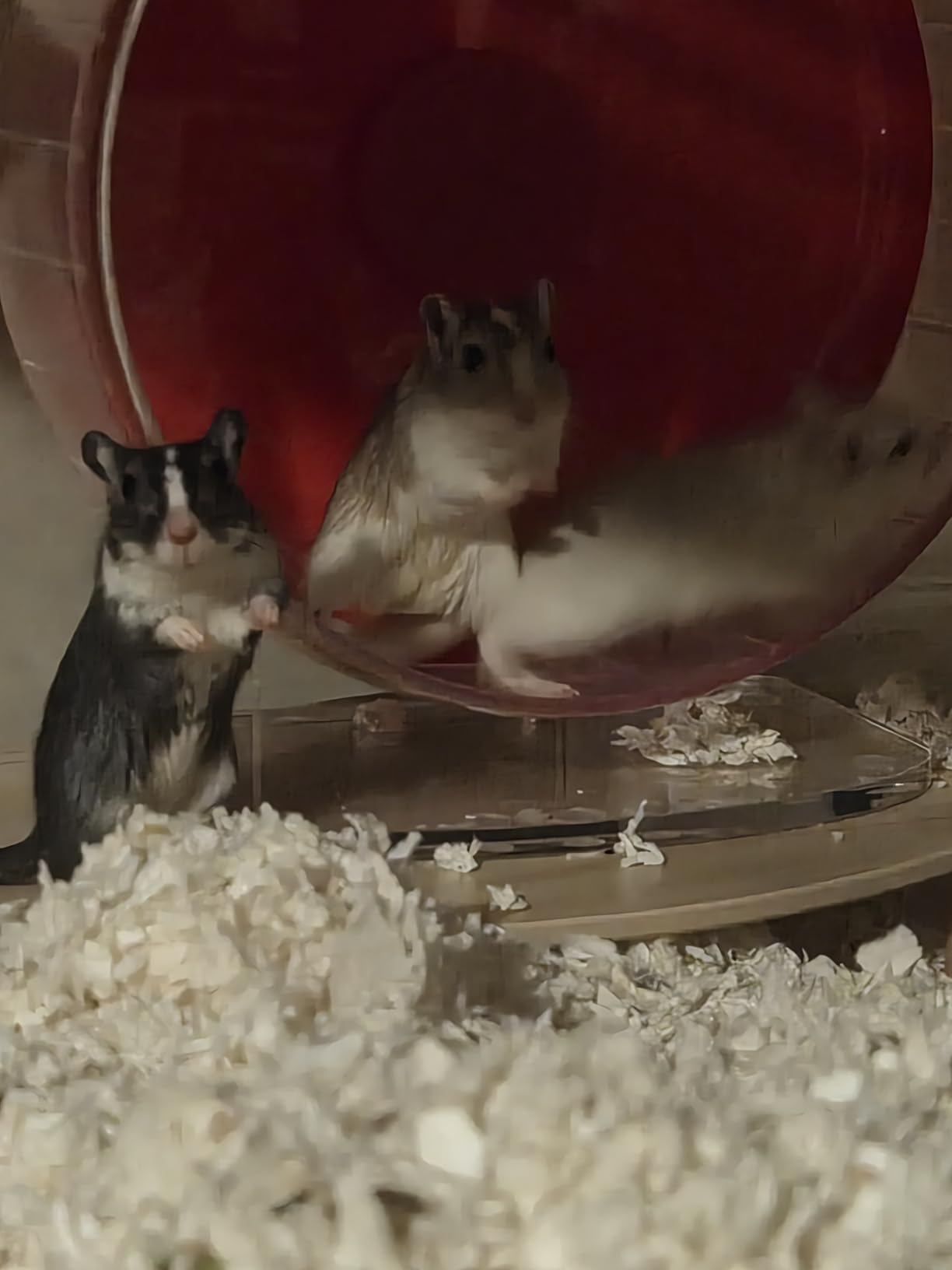 BUCATSTATE Hamster Cage 3.0, Large Hamster Enclosure (47in, White) customer photo 1