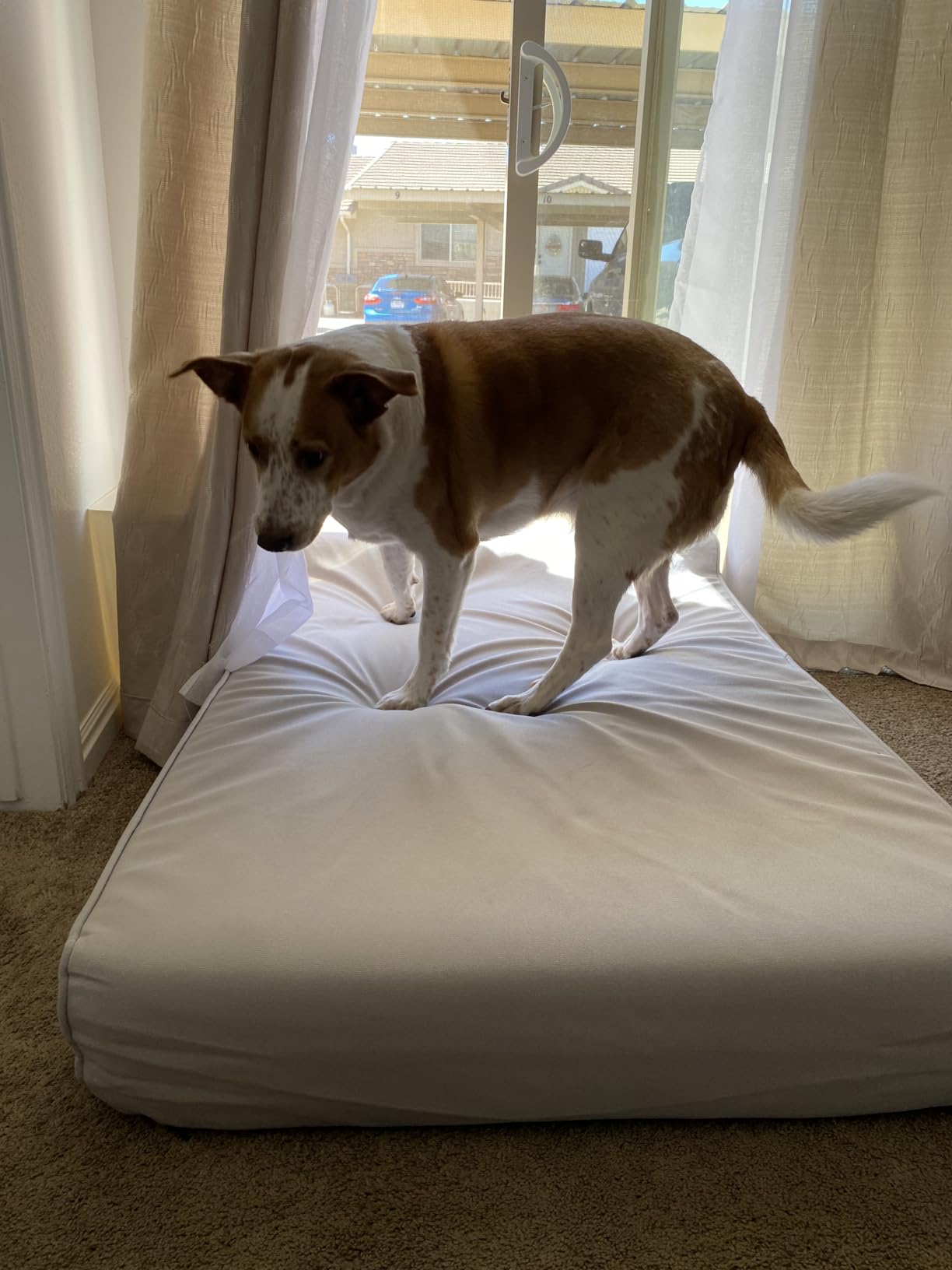 Sytopia XXL 35D Memory Foam Dog Bed for Extra Large Dogs – 7