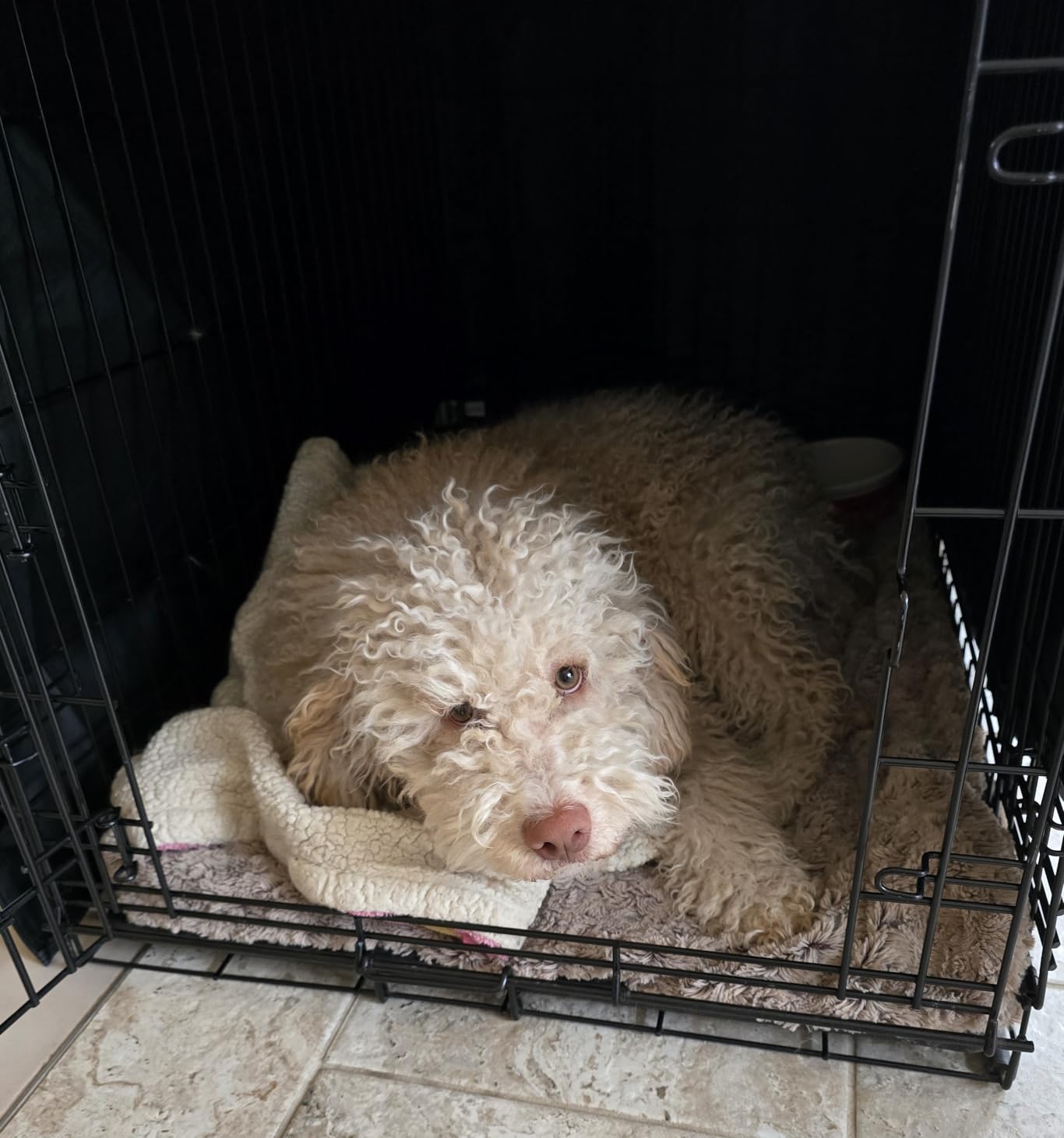 Zettum Dog Crate Cover 48 Inch - 600D Kennel Crate Covers for Dog Cage Waterproof & Heavy Duty, Small Dog Cage Cover Universal Fit for Most Wire Pet Crates - 48 x 31 x 31 Inch (Cover Only) customer photo 2