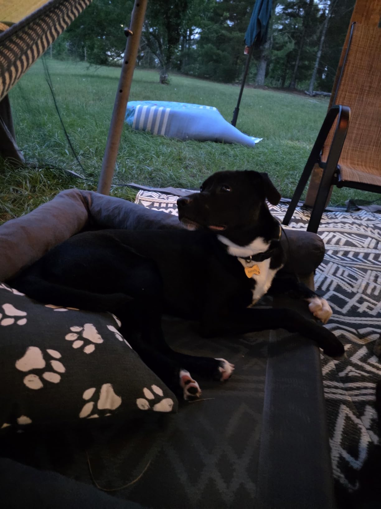 WESTERN HOME Cooling Elevated Dog Bed for Large Dogs,Outdoor Raised Dog Bed customer photo 1