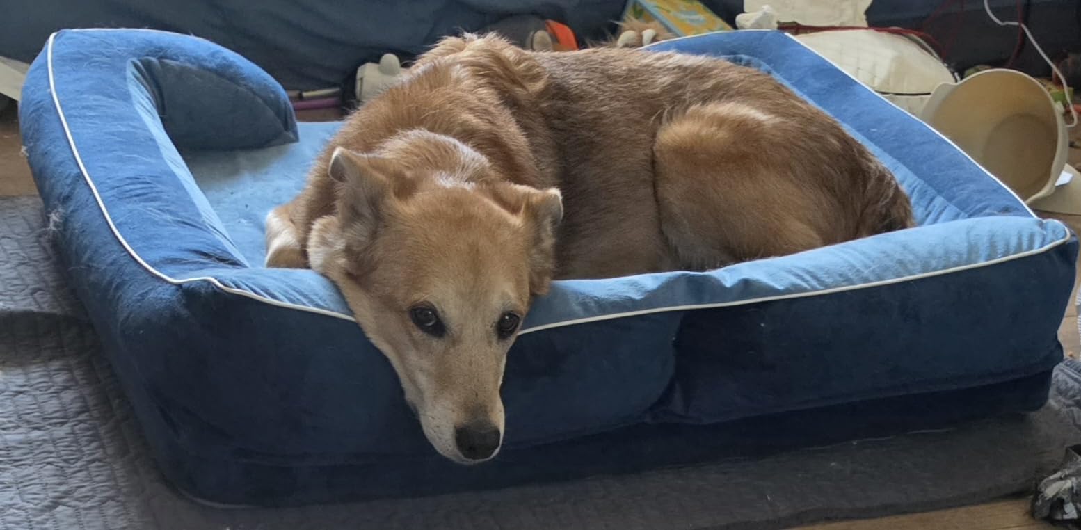 CWAWZ XXL Dog Bed for Extra Large Dogs, Giant Orthopedic Dog Beds with Cooling Gel Memory Foam, Waterproof Pet Bed with Removable Washable Cover, 53