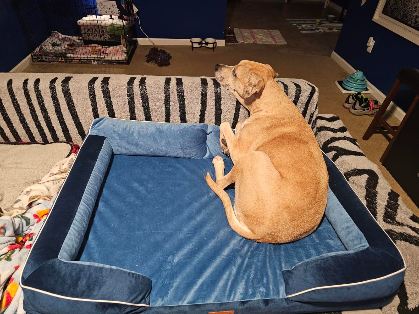 CWAWZ XXL Dog Bed for Extra Large Dogs, Giant Orthopedic Dog Beds with Cooling Gel Memory Foam, Waterproof Pet Bed with Removable Washable Cover, 53