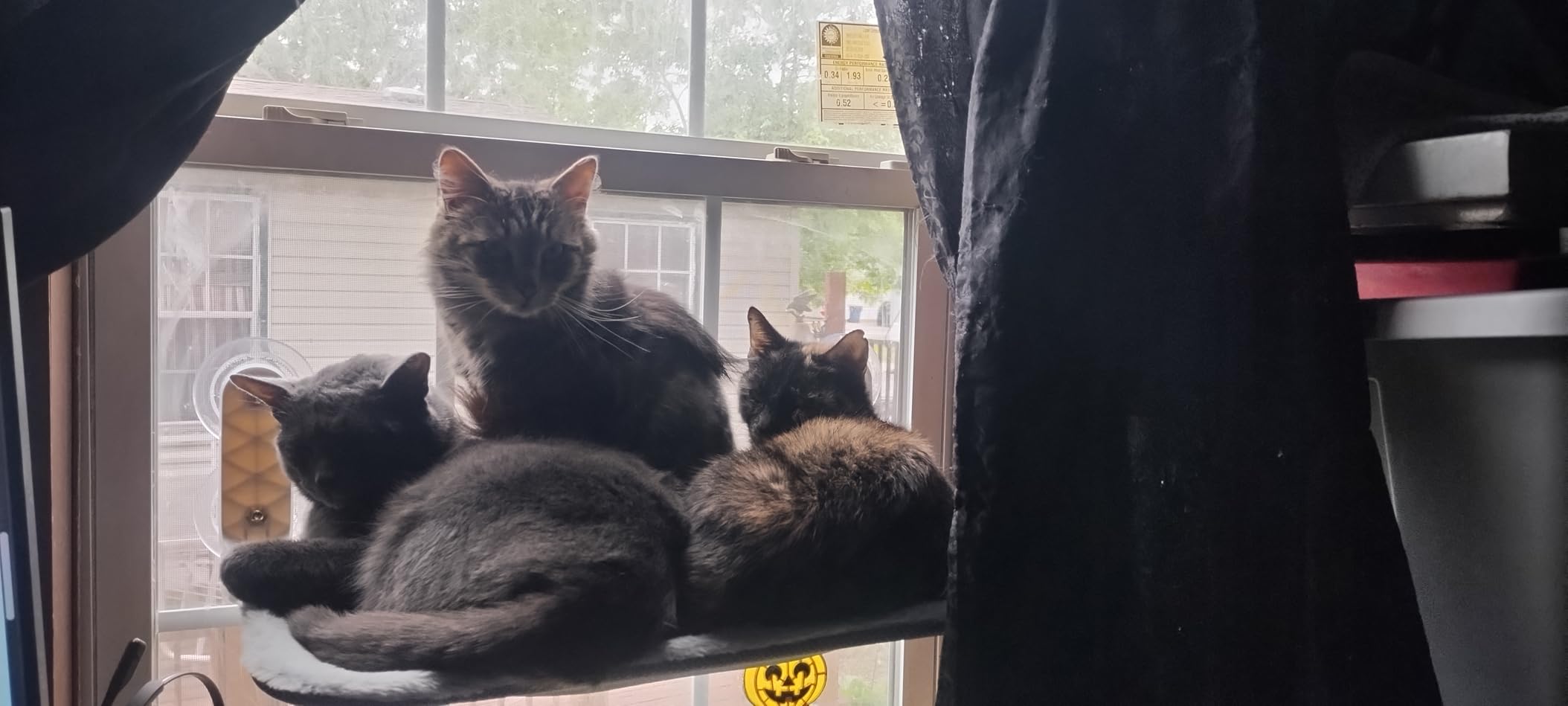 Zoratoo 2PC Cat Window Perch, Foldable & Cordless with Metal Frame, M Gray customer photo 1