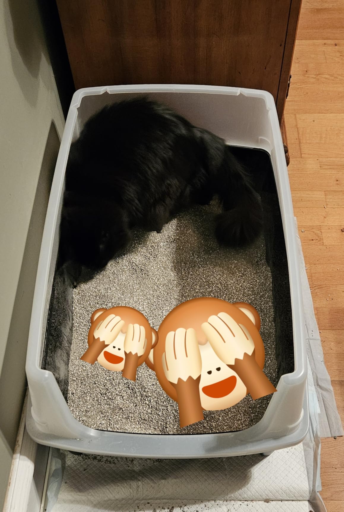 IRIS USA XX-Large High Sided Cat Litter Box, Scatter Shield, Navy customer photo 1