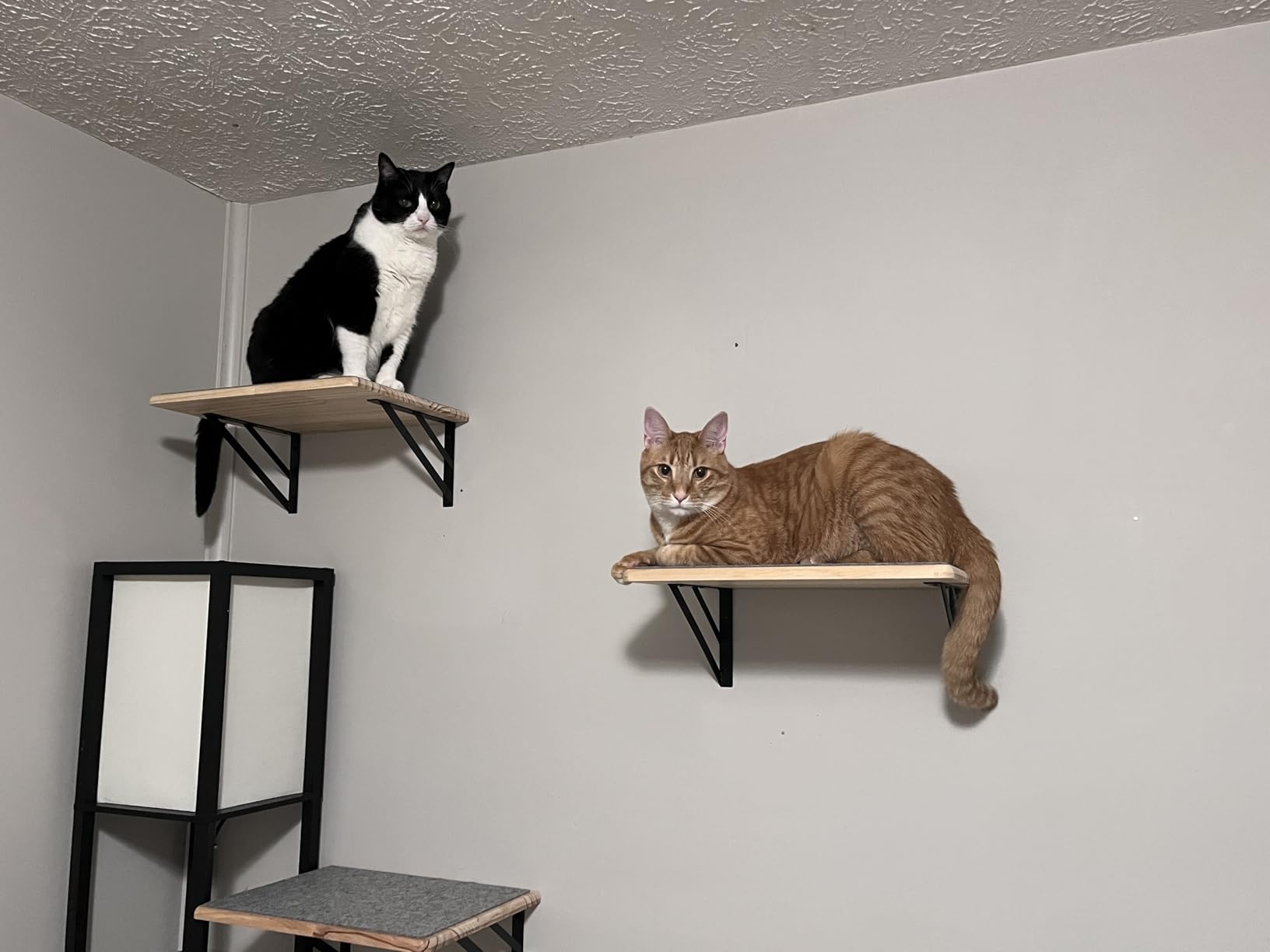 Cat Wall Shelves Set of 4, Purrfect Cat Furniture Set - 4 Piece Wooden Wall Shelves with Scratching Pad, Sleeping & Playing Area, Window Perch for Large Cats - Black customer photo 1