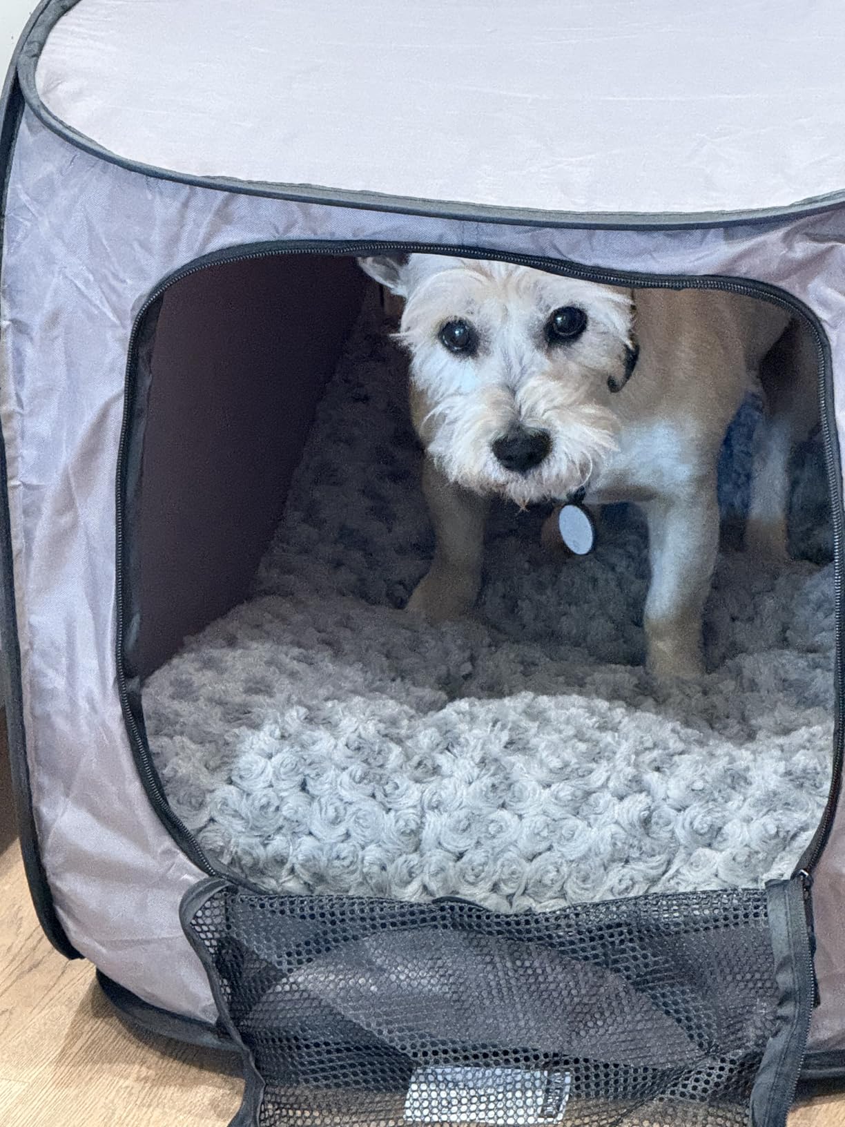 SportPet Designs Soft Sided Pop-Open Kennels, Light Green customer photo 2