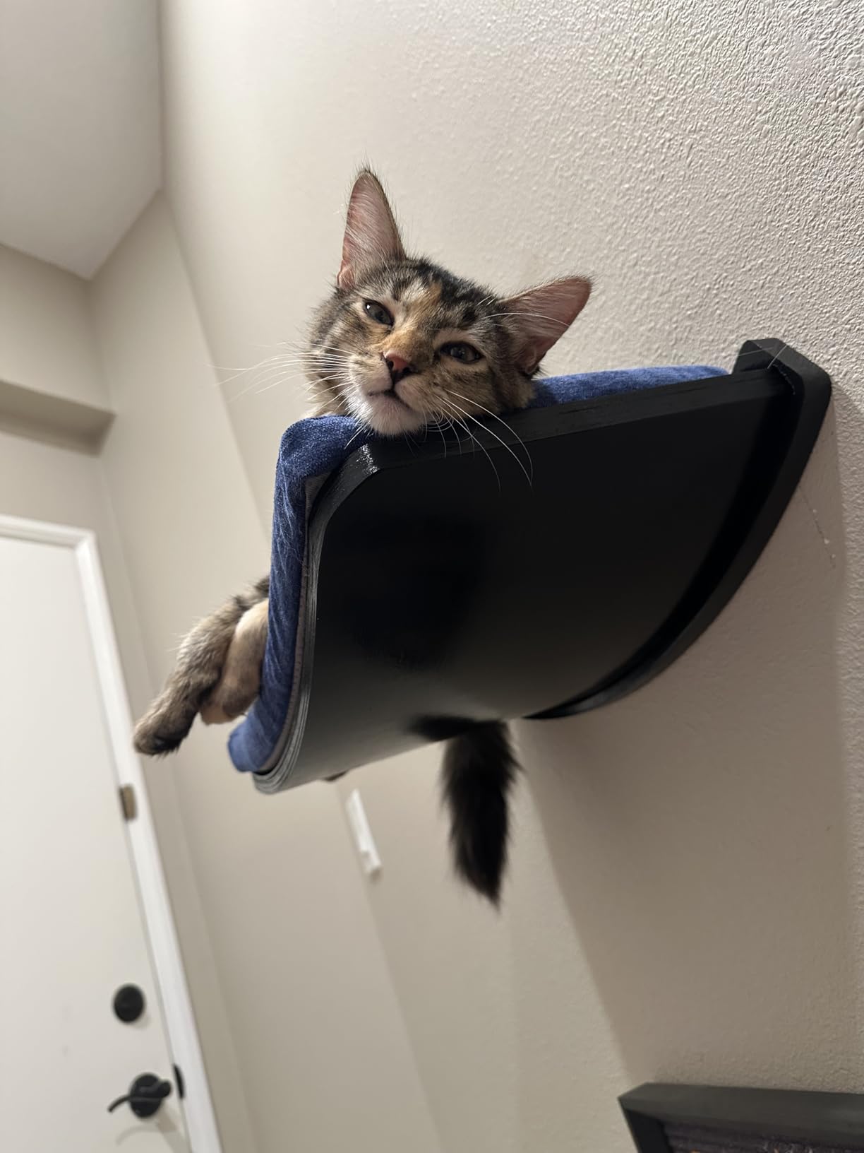 Curved Cat Shelves and Perches, Floating Cat Wall Bed with Comfortable Cushion customer photo 1