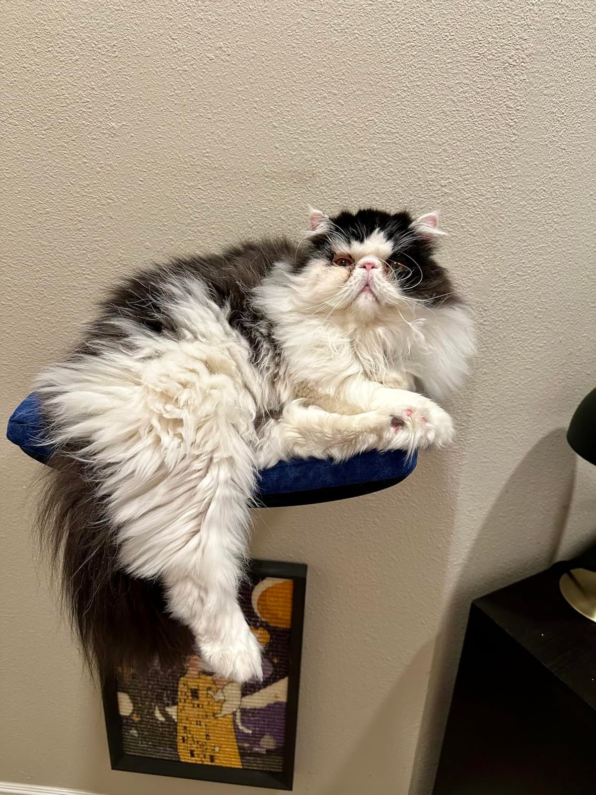 Curved Cat Shelves and Perches, Floating Cat Wall Bed with Comfortable Cushion customer photo 2