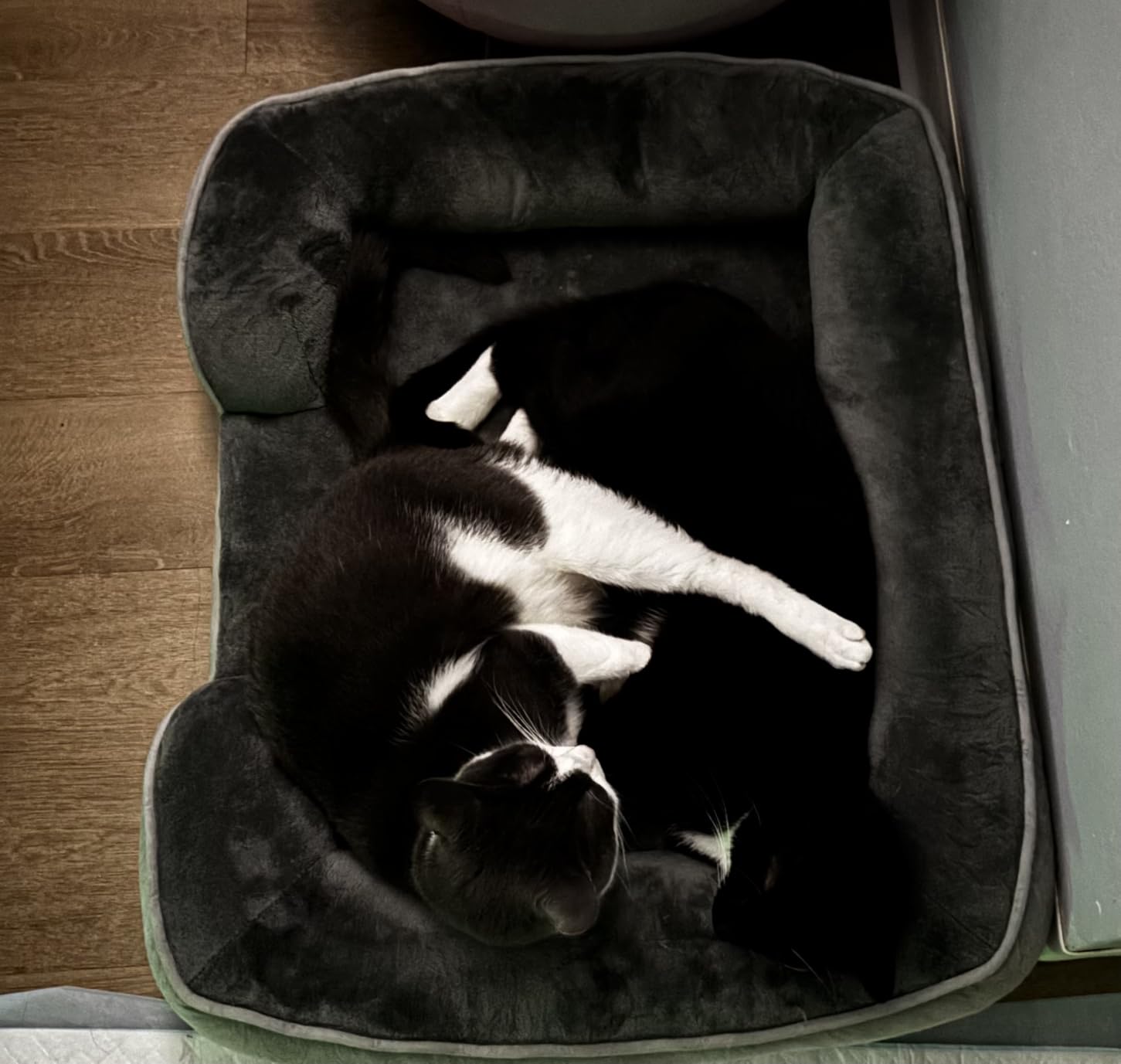 Spotted Play Orthopedic Dog Bed with Sides - Dog Sofa Beds for Small Dogs, Supportive Foam Pet Couch Bed with Washable Removable Cover, Waterproof Lining and Non-Slip Bottom, Grey - S customer photo 1