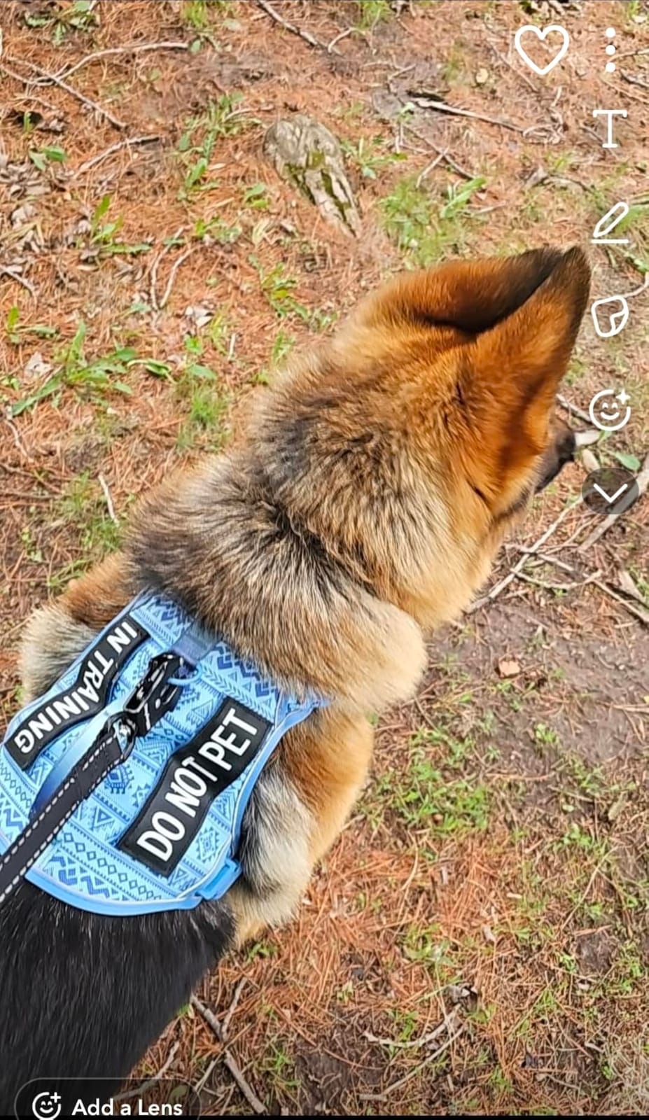 Light Dog Harness for Small Dog Breeds, French Bulldog Puggle Terriers, No-Pull Pet Harness with 2 Leash Clips, Adjustable Soft Padded Dog Vest, Reflective No-Choke Pet Oxford Vest, Blue, Small customer photo 2