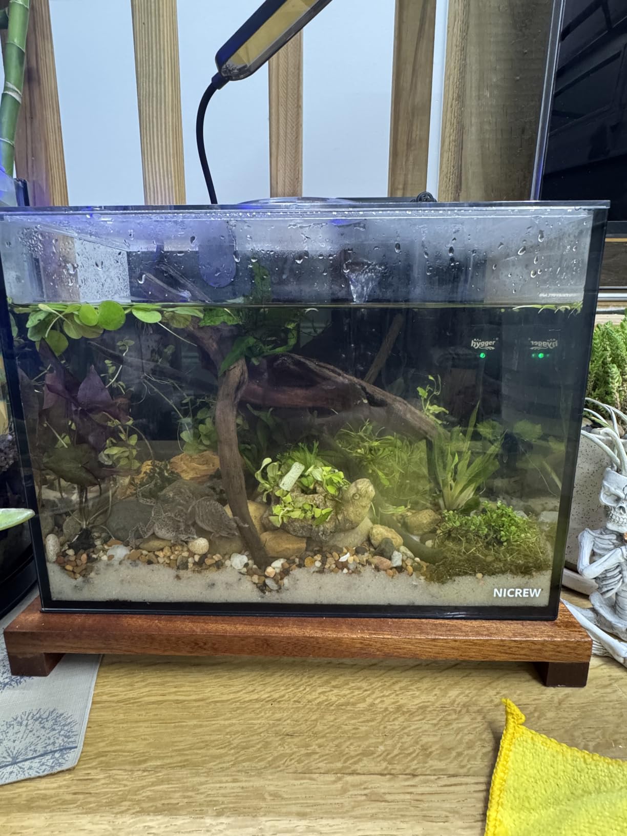 NICREW 2.5 Gallon Nano Nature Aquarium Kit Betta Fish Tank, Complete, Black customer photo 2