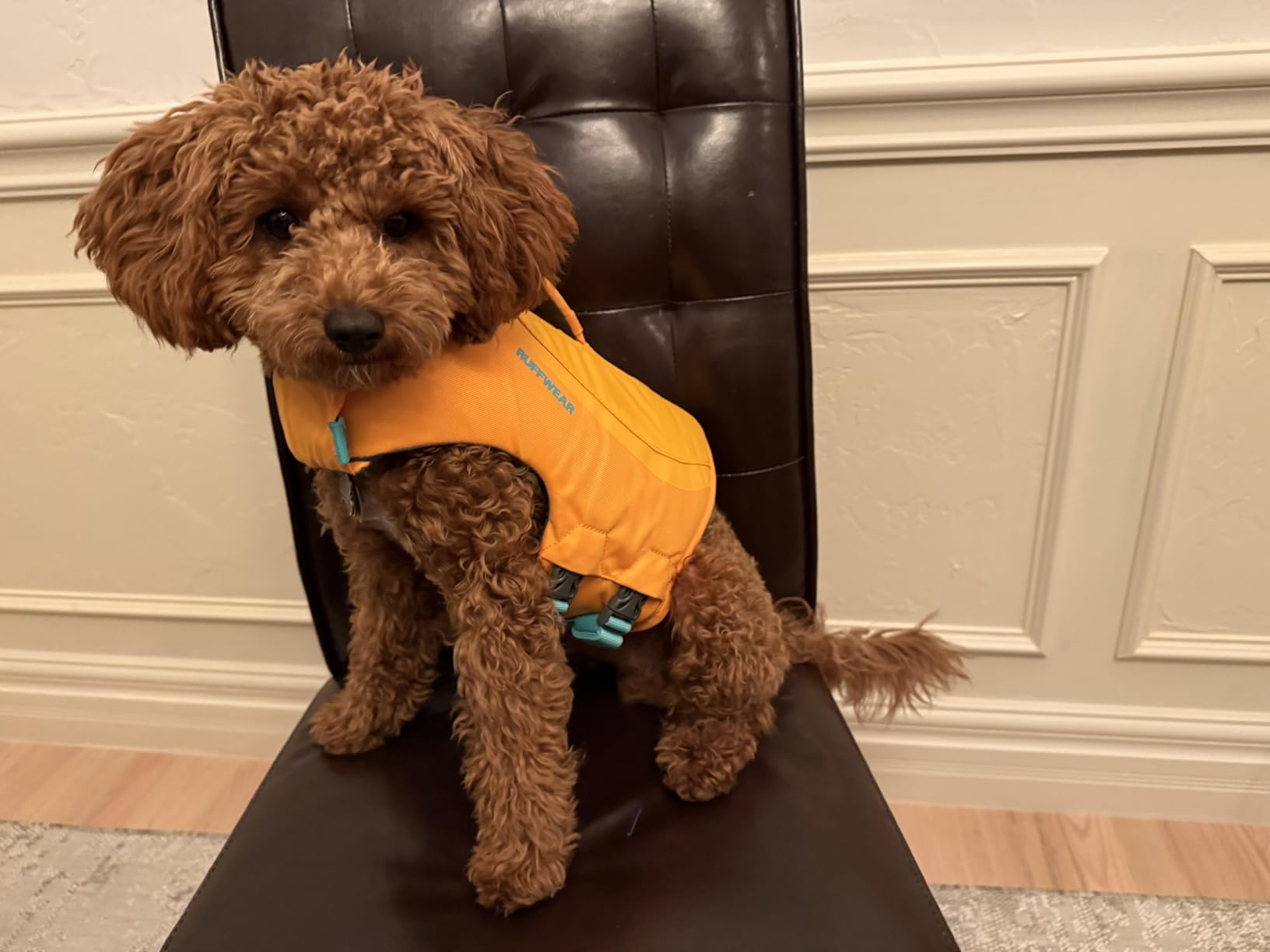 Ruffwear, Float Coat Dog Life Jacket, Swim Vest, Deep Blue, Large customer photo 1