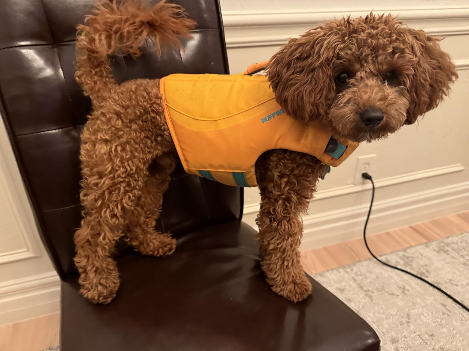 Ruffwear, Float Coat Dog Life Jacket, Swim Vest, Deep Blue, Large customer photo 2
