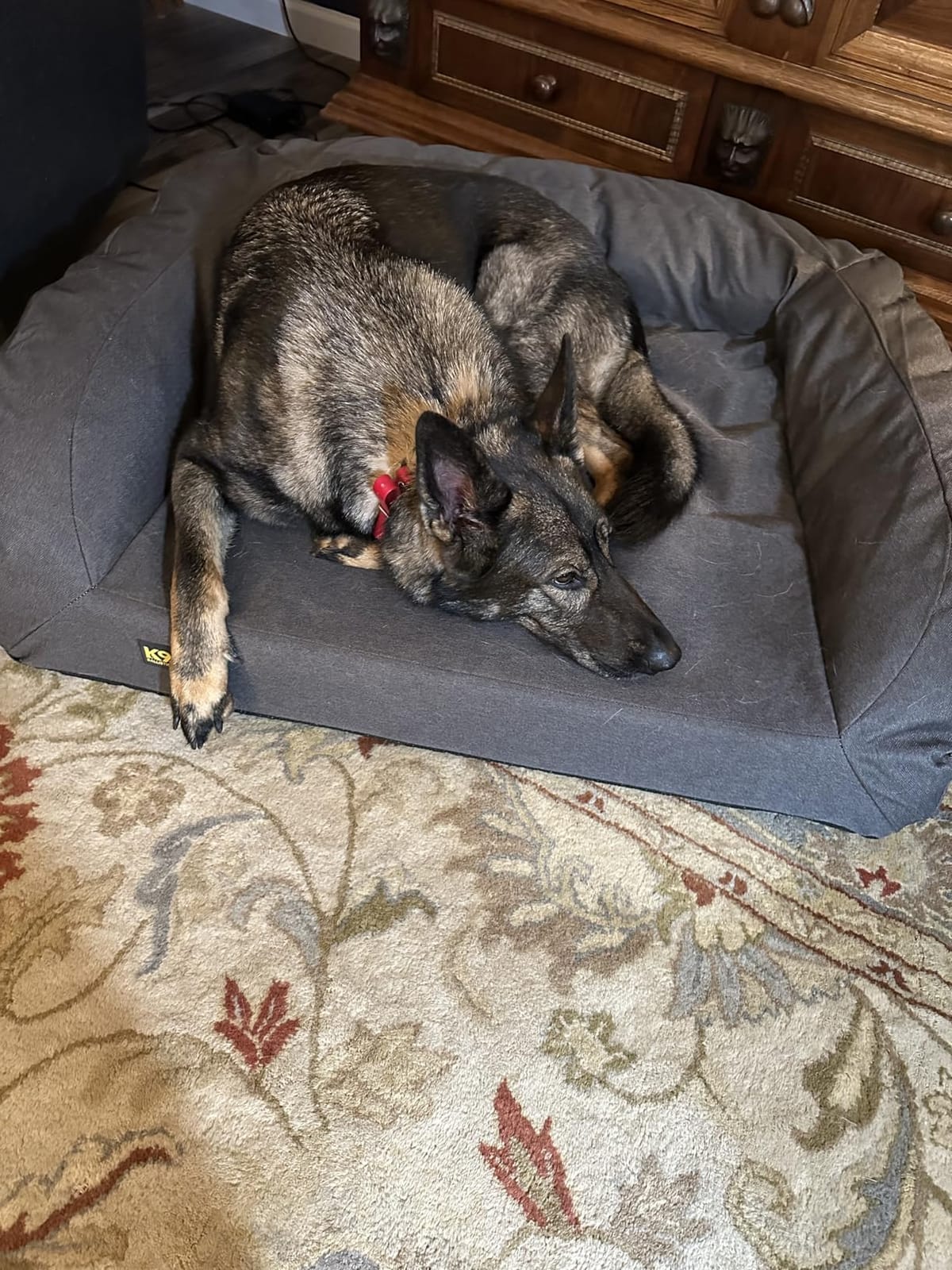 K9 Ballistics Tough Ripstop Bolster Orthopedic Dog Bed, M, Titanium customer photo 1