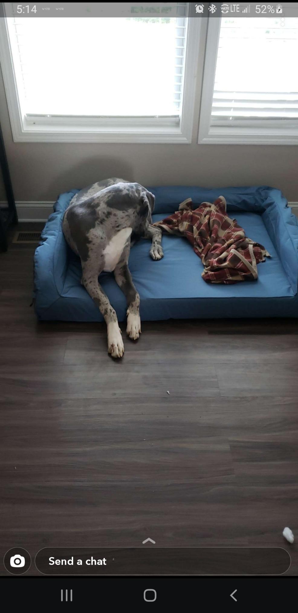 K9 Ballistics Tough Ripstop Bolster Orthopedic Dog Bed, M, Titanium customer photo 2