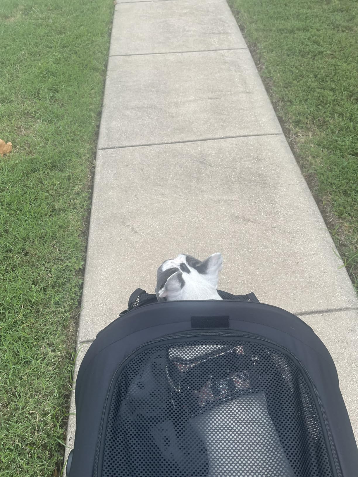 Dog Stroller for Large Dogs One-Click Folding 4 Wheel Foldable Dog Stroller for 2 Dogs with Storage Pocket Suitable for Pets Up to 80LBS (Black, Large) customer photo 2