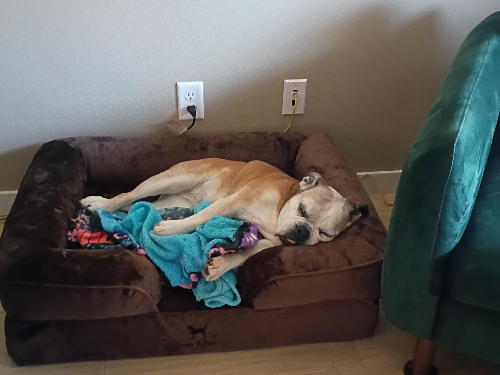 NOAH & PAW Giant Dog Bed XXL, 55x45x11 Inch, Orthopedic Dog Beds, Eggshell Memory Foam Infused with Cooling Gel, Inner Cover, Water Resistant, Machine Washable (Velvet Sofa Collection) customer photo 2