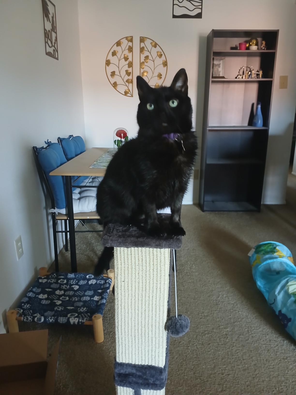 Cat Scratching Post 33 Inch for Indoor Cats, Tall Cat Scratcher with 100% Natural Sisal, Large Stable Base & 5 Inch Wide Post, Cat Scratch Post for Large Cats, Full-Body Stretching, Grey customer photo 1