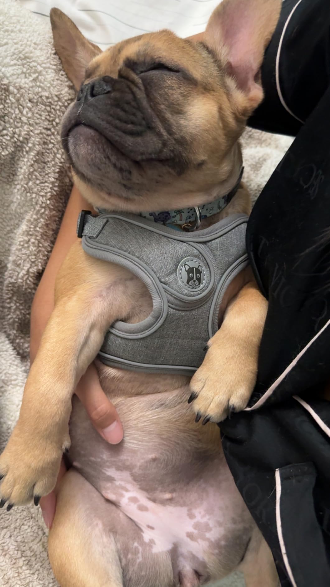 Dog Frenchie Harness and Leash Set,No Pull Adjustable Step in Soft Mesh Vest Harness,Easy Walk Reflective Pet Harness with Padded Handle for Walking Training Small Medium Large Dogs and Cats (Grey, M) customer photo 1