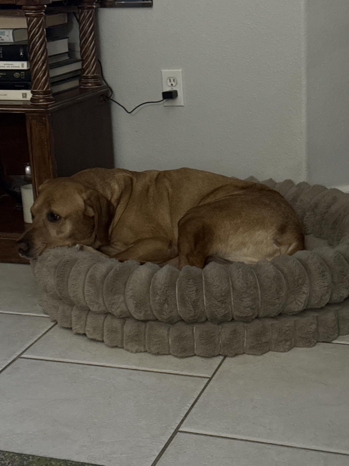 BALANCE Luxury Donut Dog Bed, 30 Inches Round Dog Bed Medium Size Dogs Washable, Orthopedic Calming Dogs Bed for Pets with Anti-Slip Bottom, Oatmeal customer photo 2