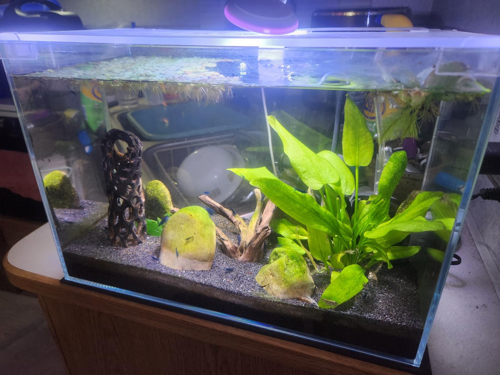 Vimvins 5 Gallon Glass Small Fish Tank with Filter Light and Lid, Betta Aquarium Starter Kits customer photo 2