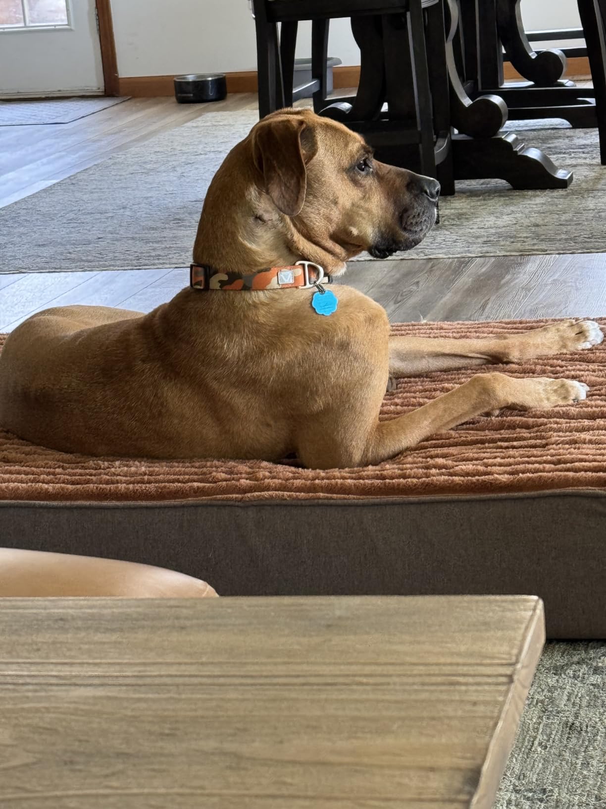 Veehoo Orthopedic Memory Foam Dog Bed for Senior Dogs, 7