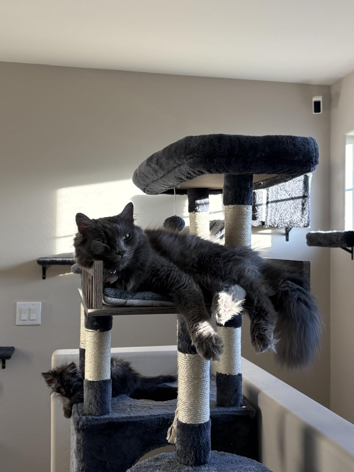 Gitelsnour Maine Coon Cat Tree, Heavy Duty Cat Tower for 20 lbs+, GCT033W customer photo 1