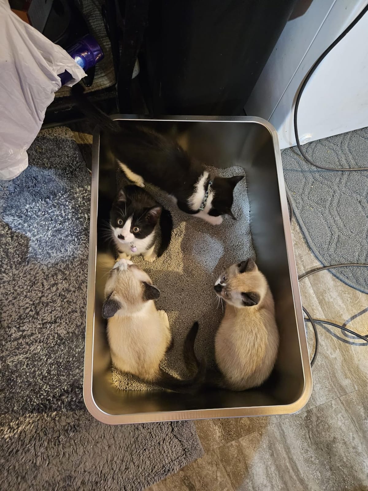 XXXL Stainless Steel Cat Litter Box -Extra Large Metal Litter Box customer photo 1