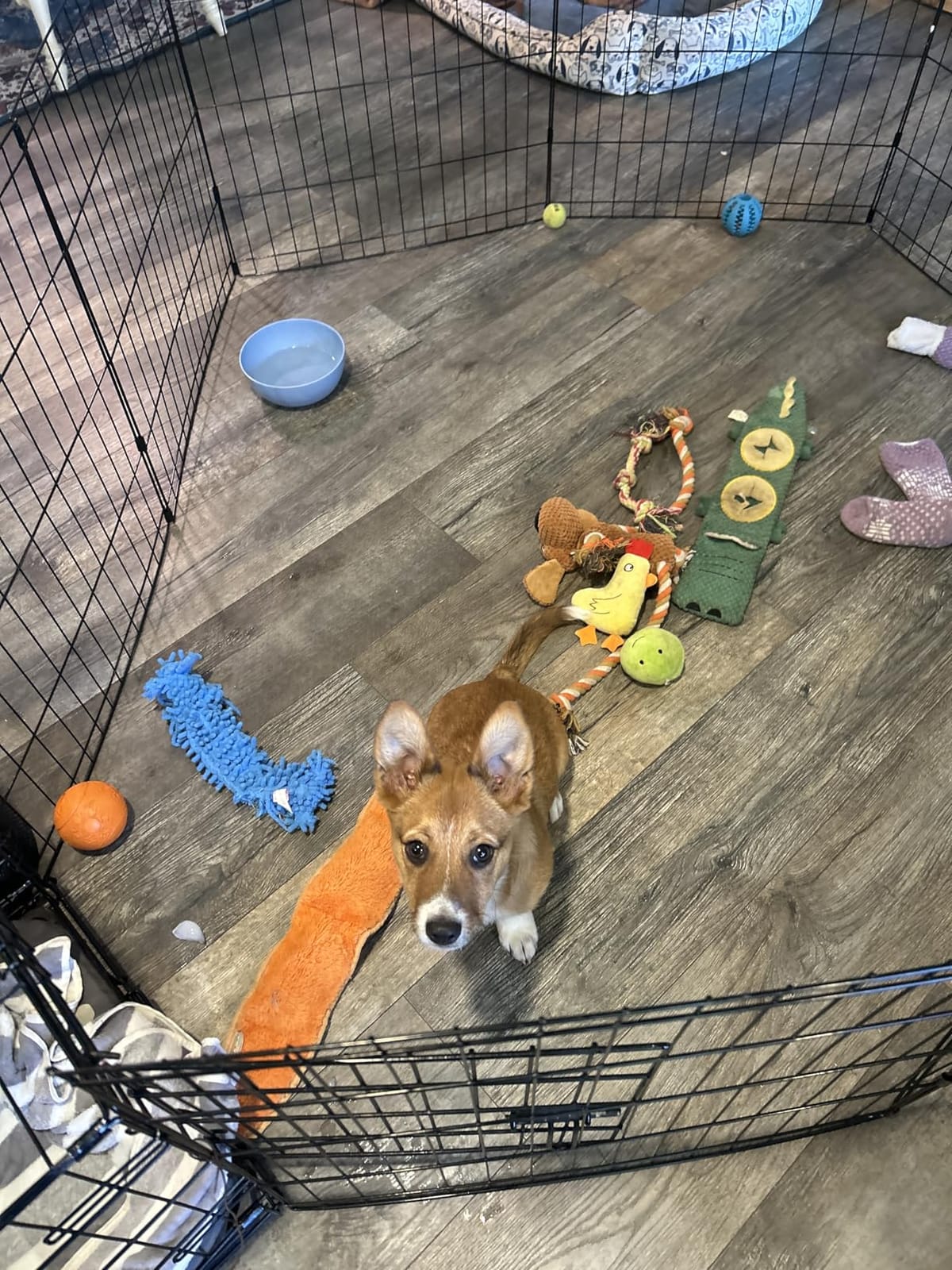 FDW | Dog Playpen | 24