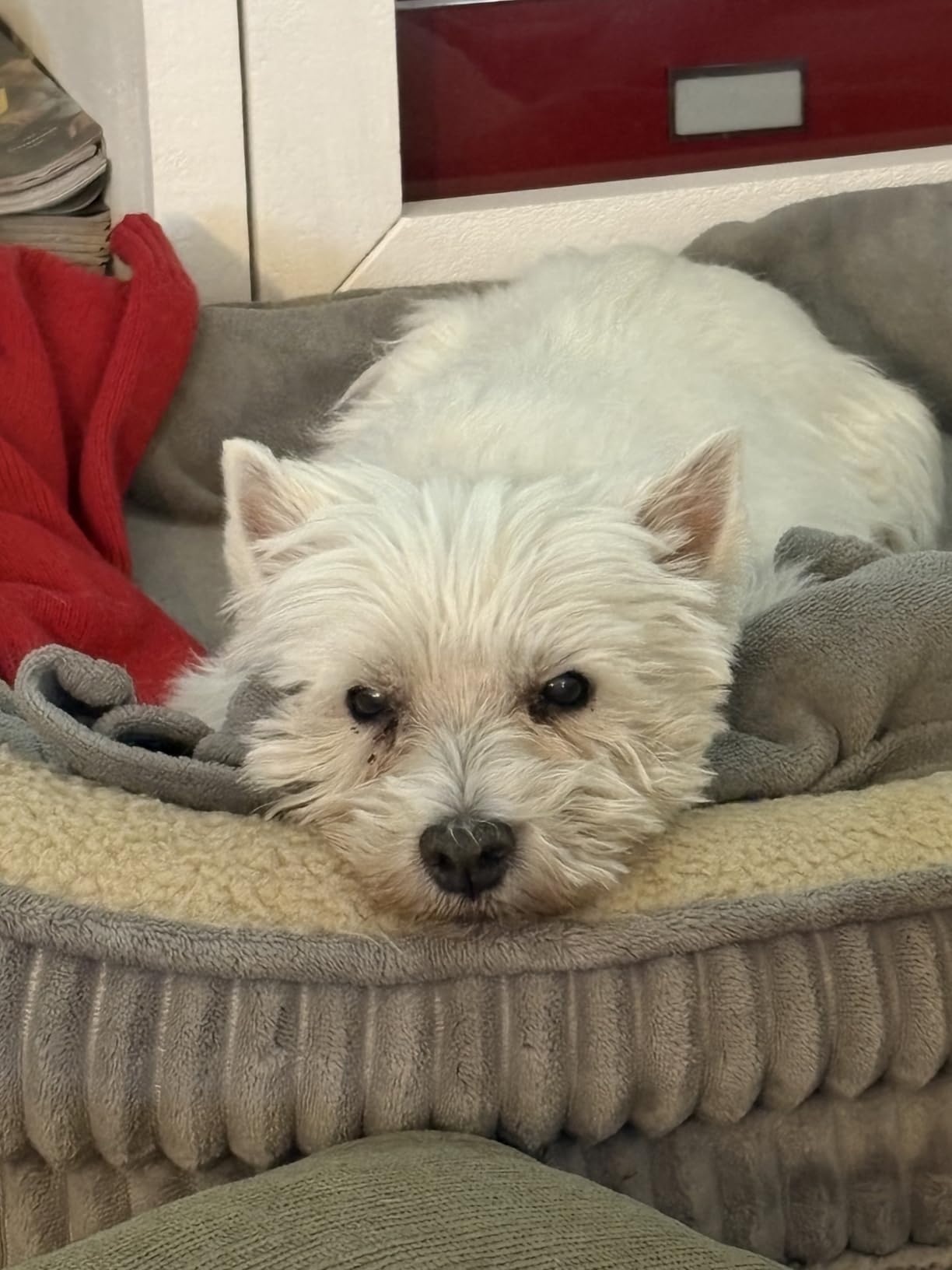 Orthopedic Dog Bed for Small Dogs Breeds, High Density Egg Crate Foam Dog Sofa Beds,Oval Kennel Bed, Pet Couch Bed with Four Sided Bolster, Removable Washable Cover& Non-Slip Bottom customer photo 2