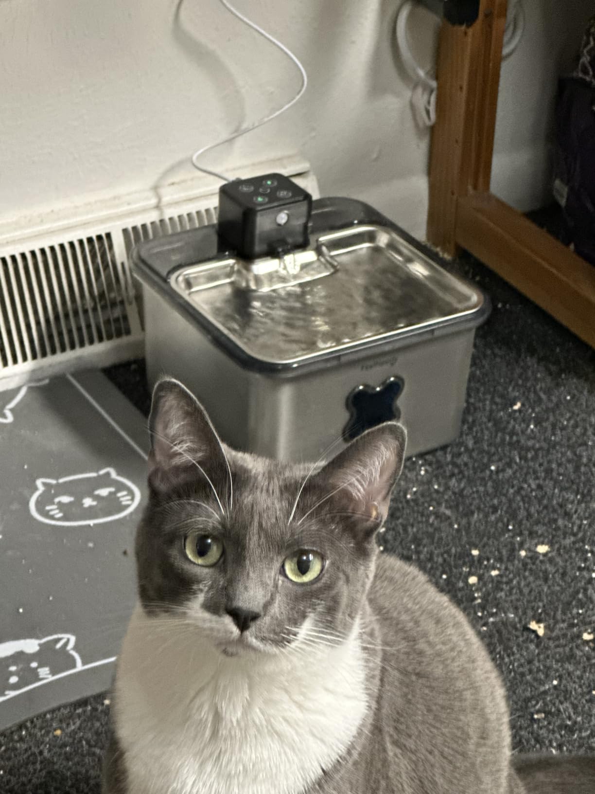 Cordless Cat Water Fountain : [Visual Filter] & [Heavy-Duty Stainless Steel] 3.2L/108oz, FEELNEEDY- Premium, Durable Design, 4000mAh Battery Operated Pet Fountain with Sensor, FN-W17 for Cats and Dogs customer photo 1