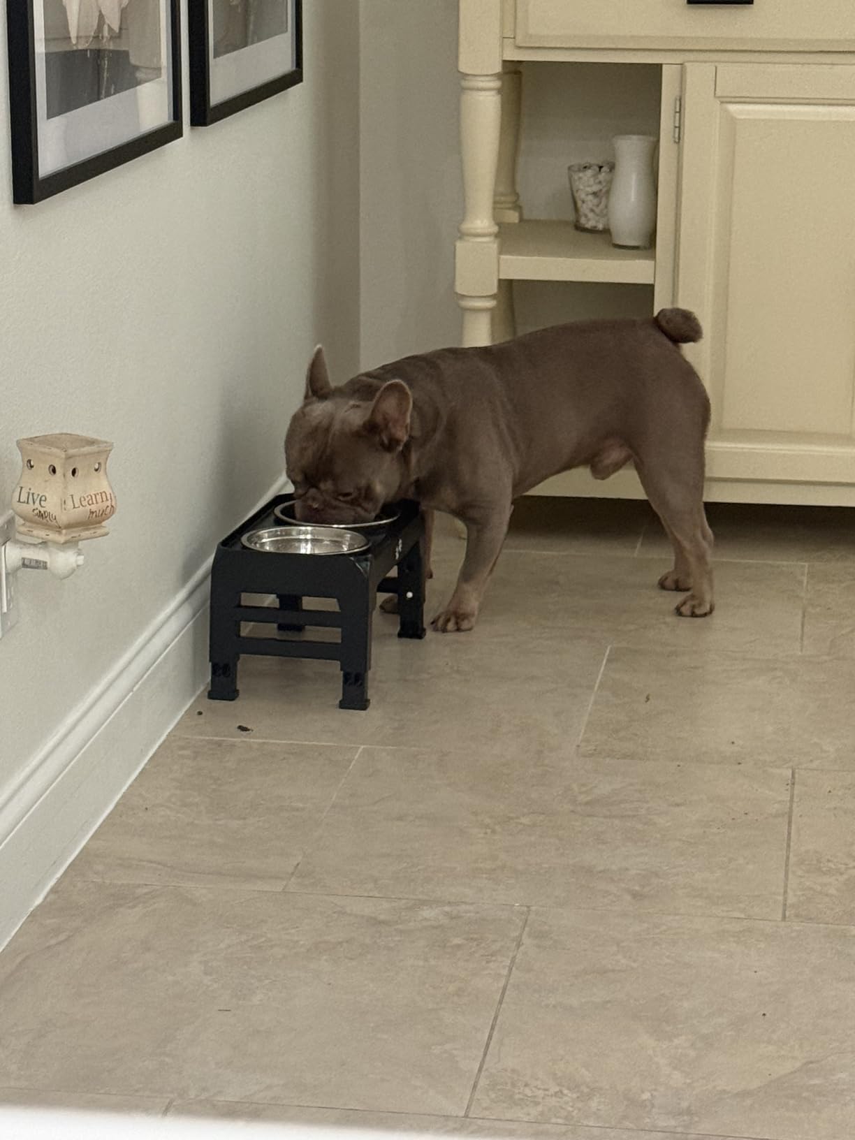 Elevated Dog Bowls for Large Dogs 5 Adjustable Heights 7.5