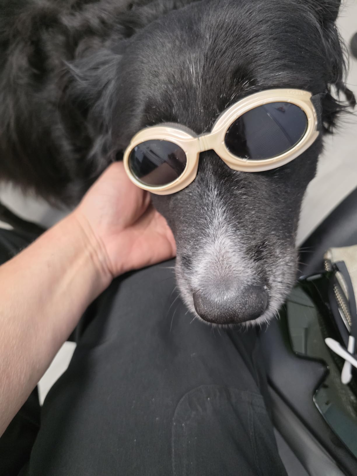 8*808nm & 16*650nm Cold Laser Therapy Device for Dog Cat, Horse Puppy LLLT customer photo 1