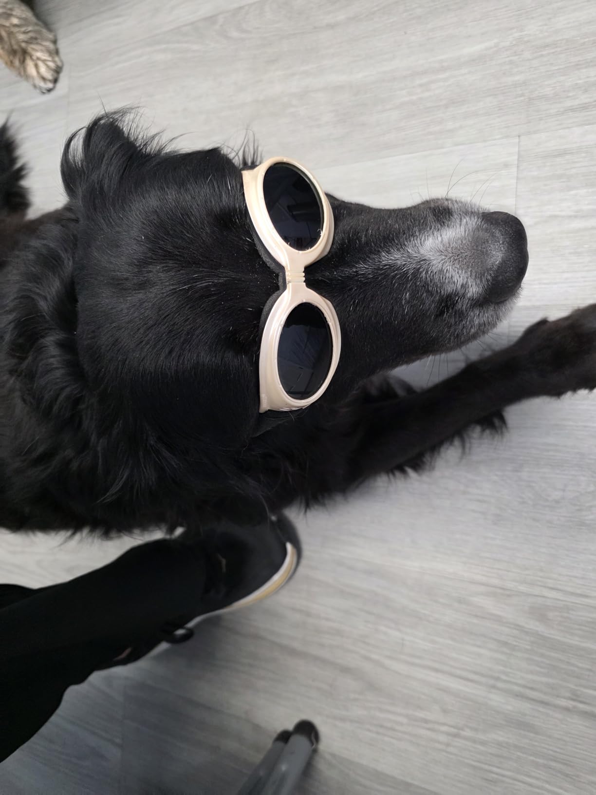 8*808nm & 16*650nm Cold Laser Therapy Device for Dog Cat, Horse Puppy LLLT customer photo 2