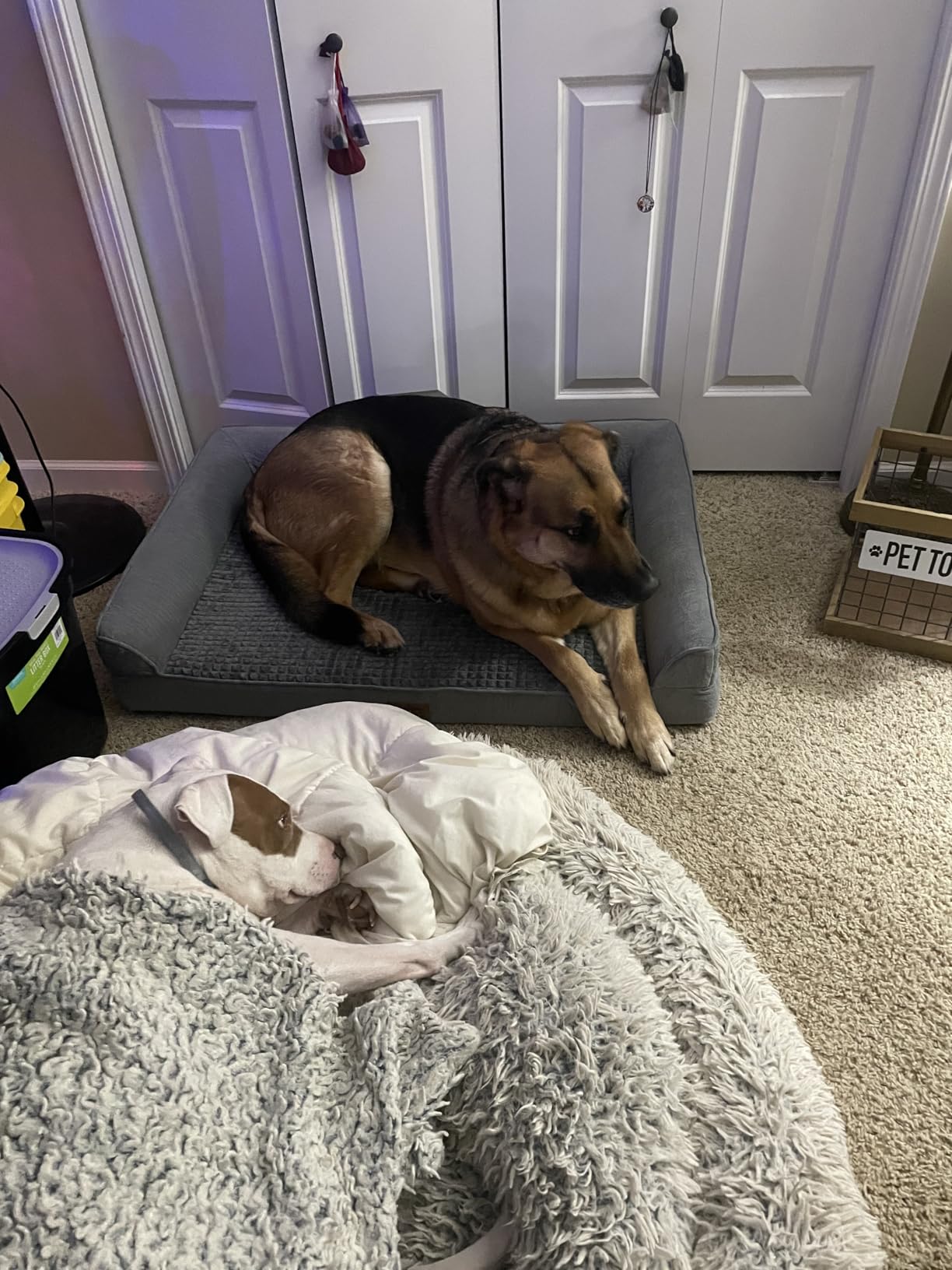 COZY KISS Orthopedic Dog Bed for Medium Small Size Dogs, U Shaped 30x20 in customer photo 1